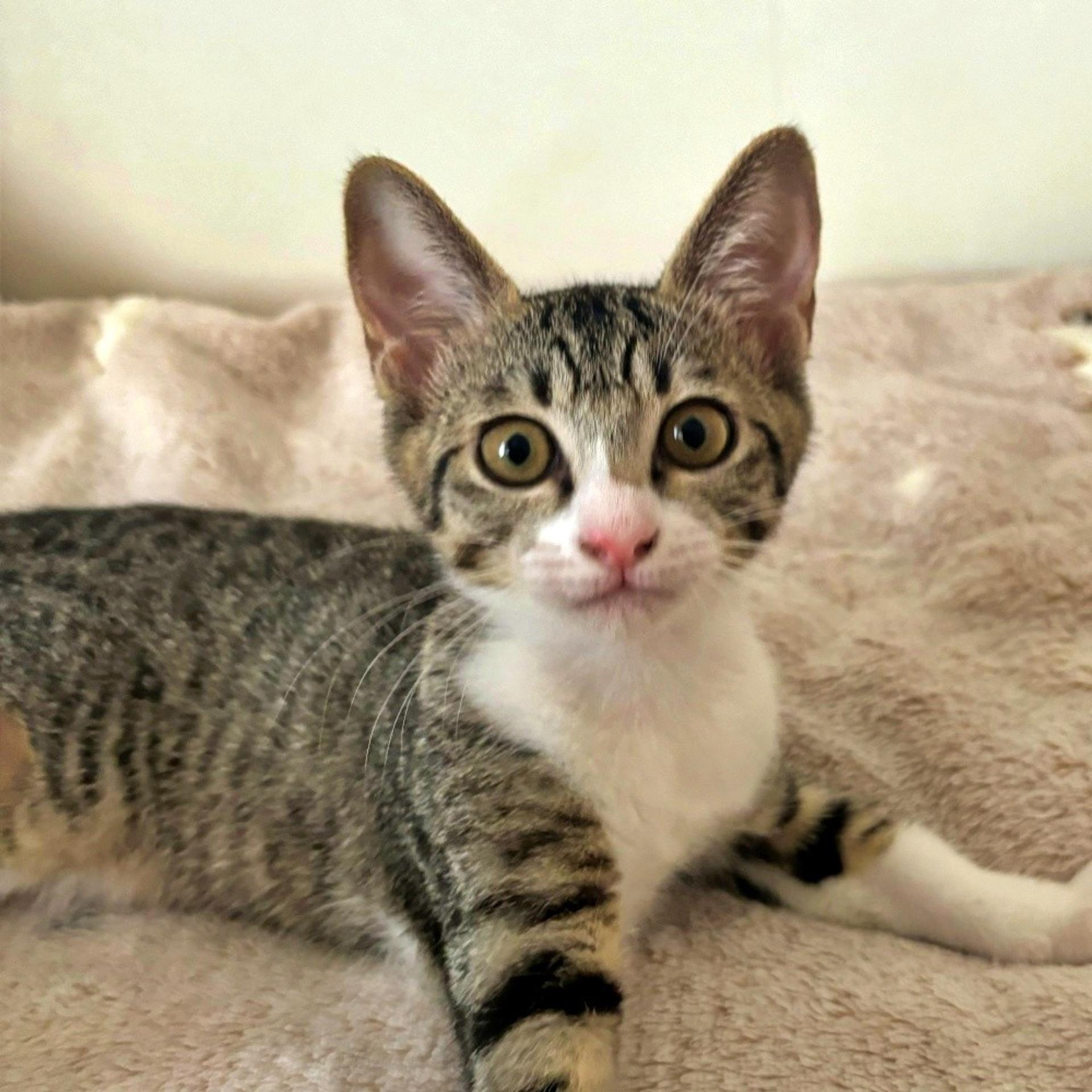 pet-image-2