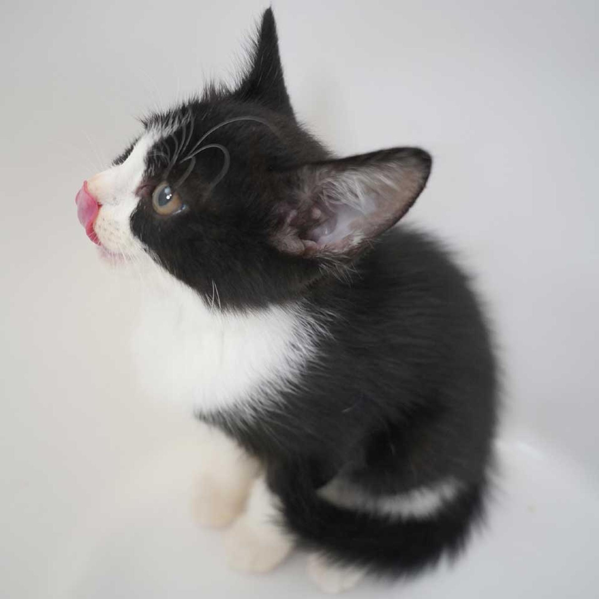 pet-image-7