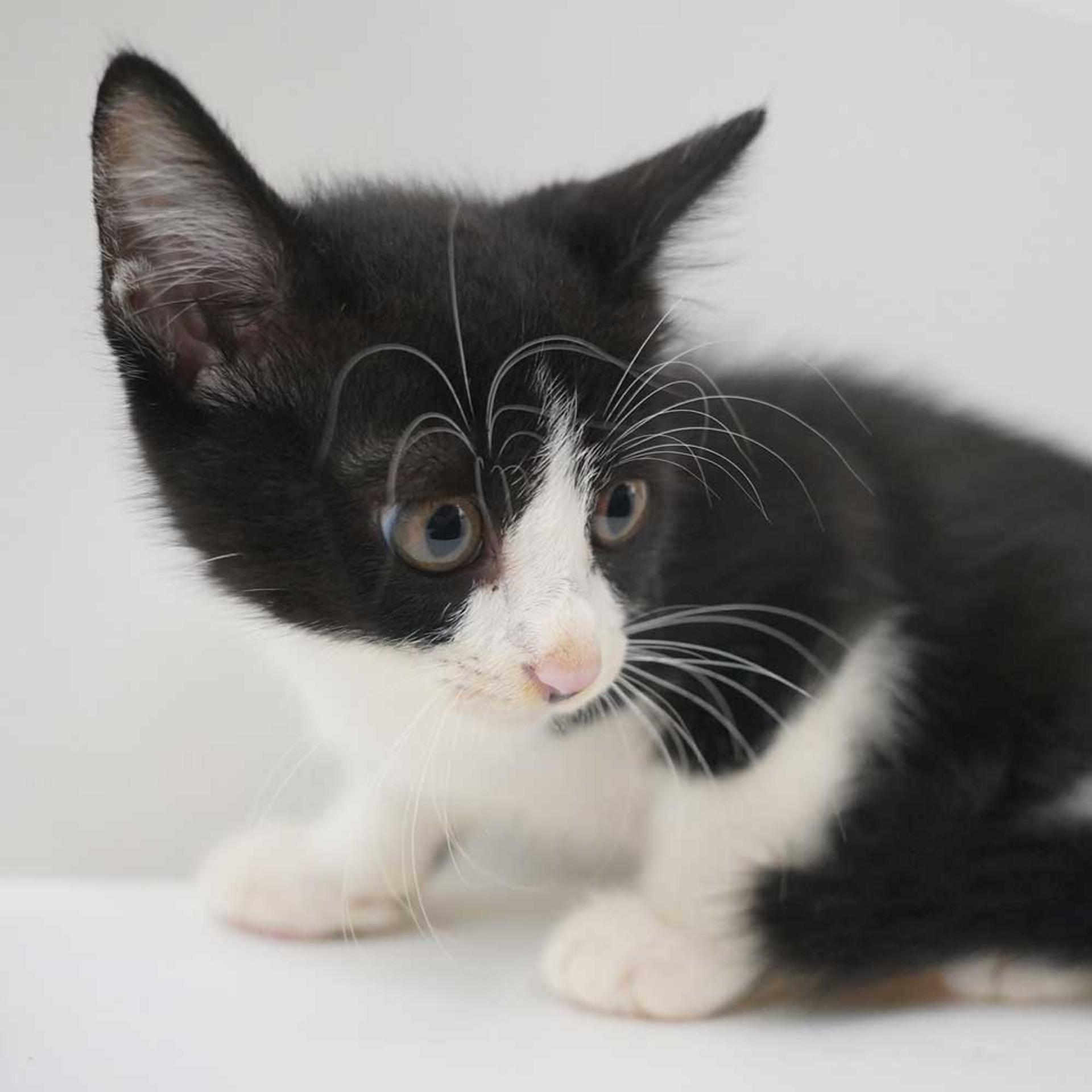 pet-image-8