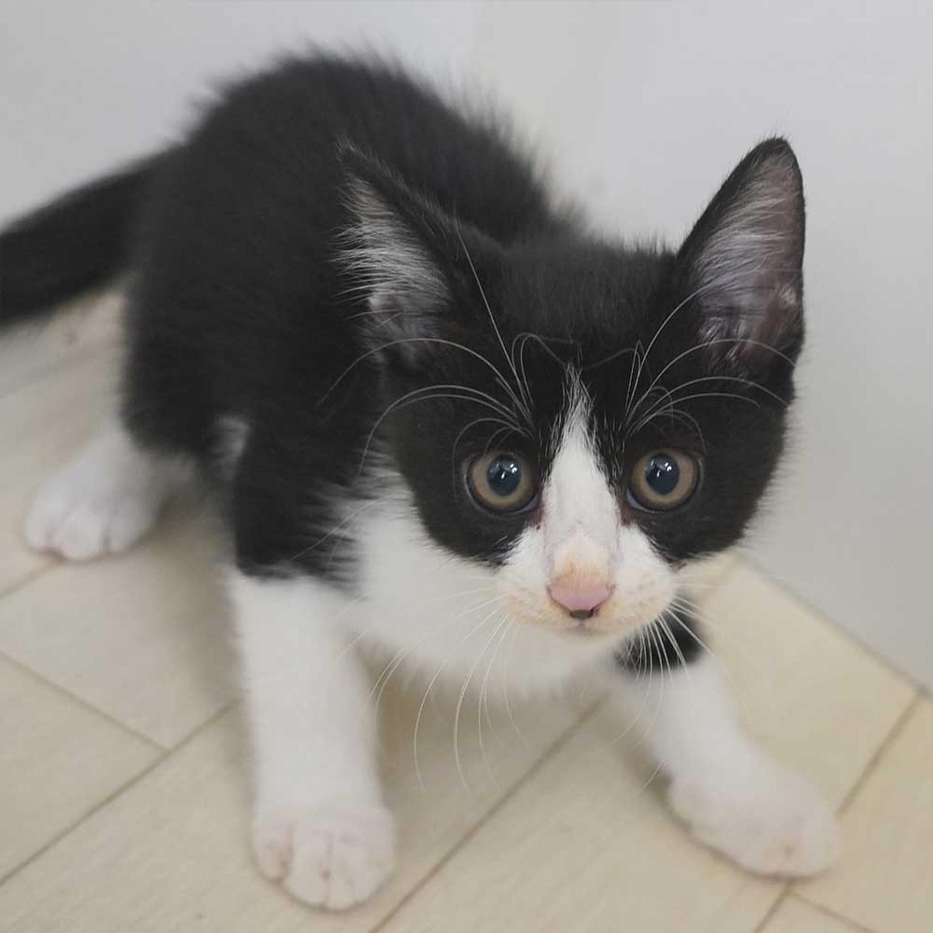 pet-image-2