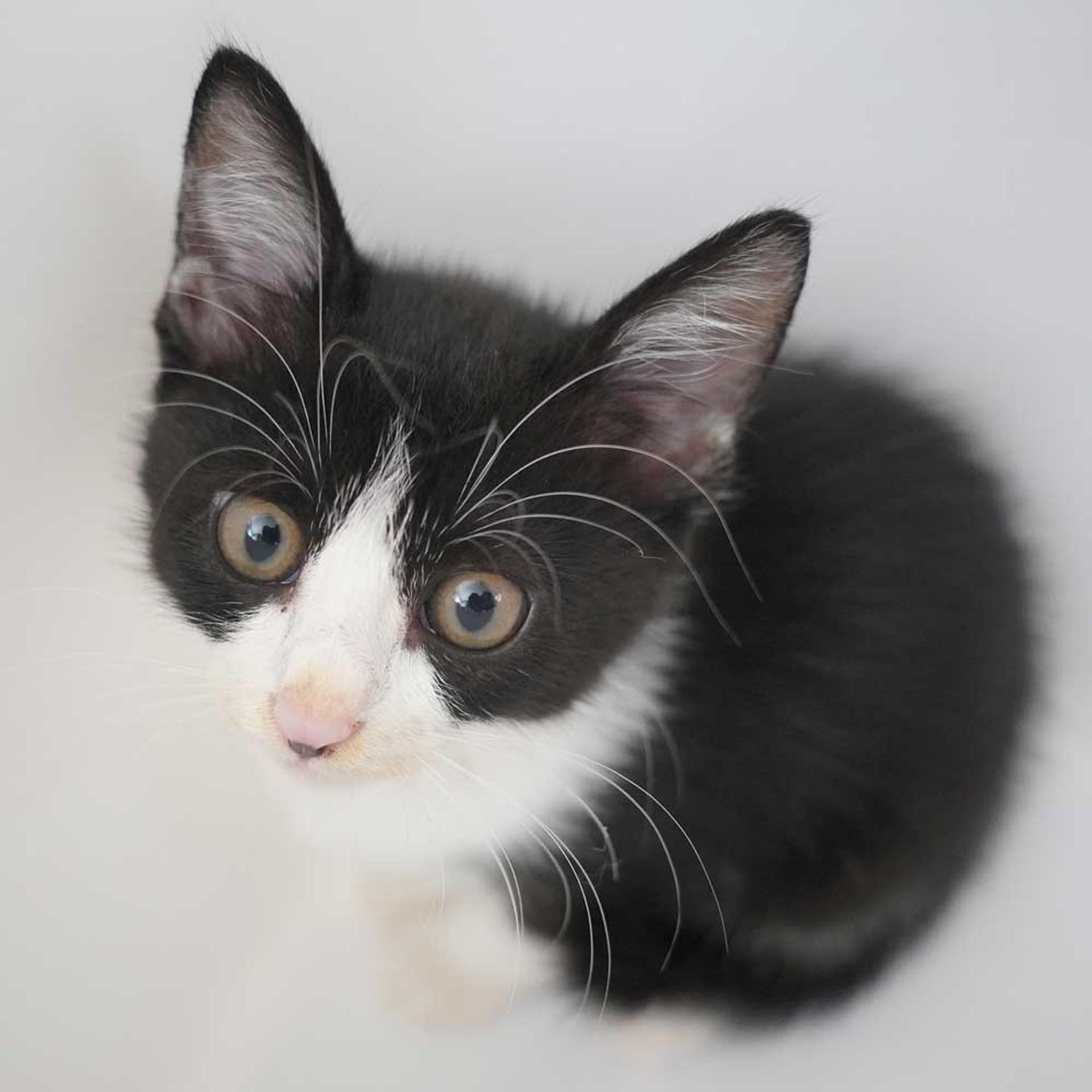 pet-image-4