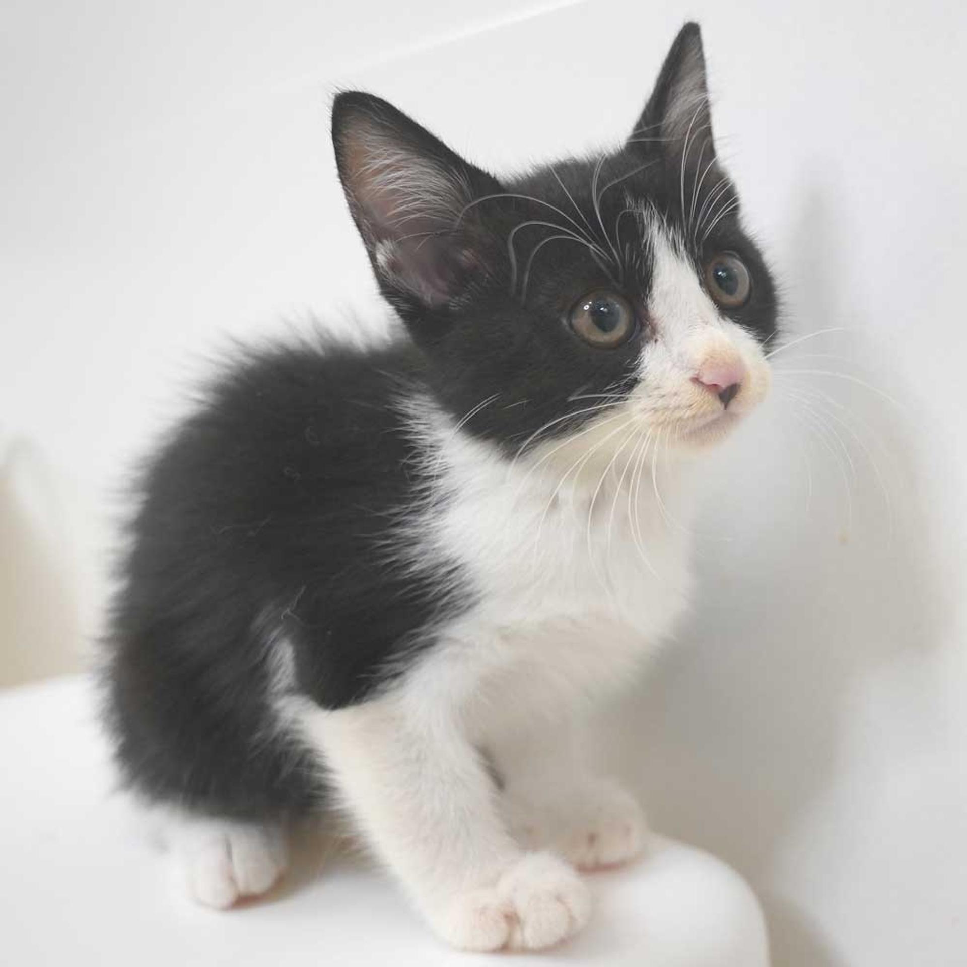 pet-image-5