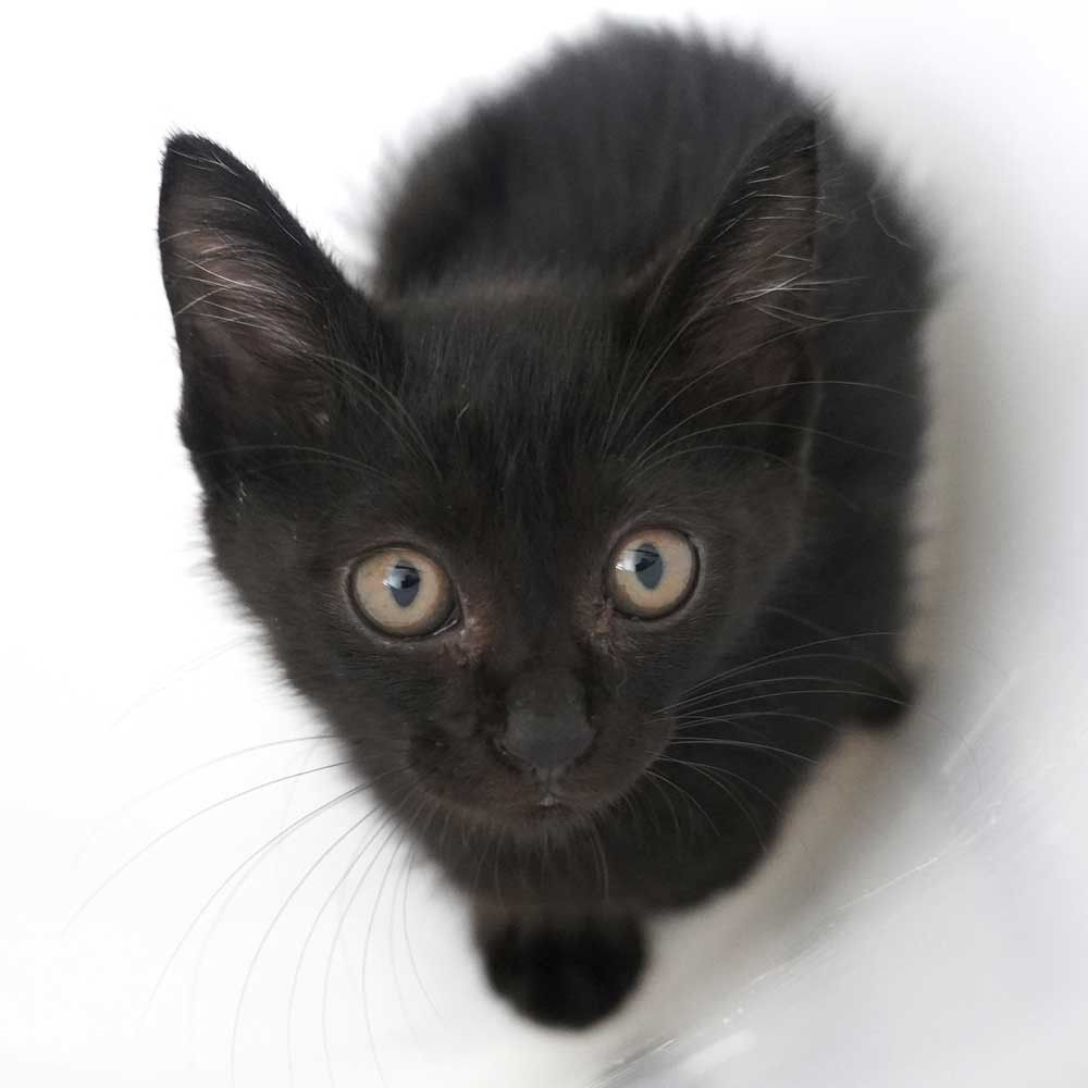 7月19日入所の2兄妹②黒の男の子 | 雑種（ミックス猫） | QOL南