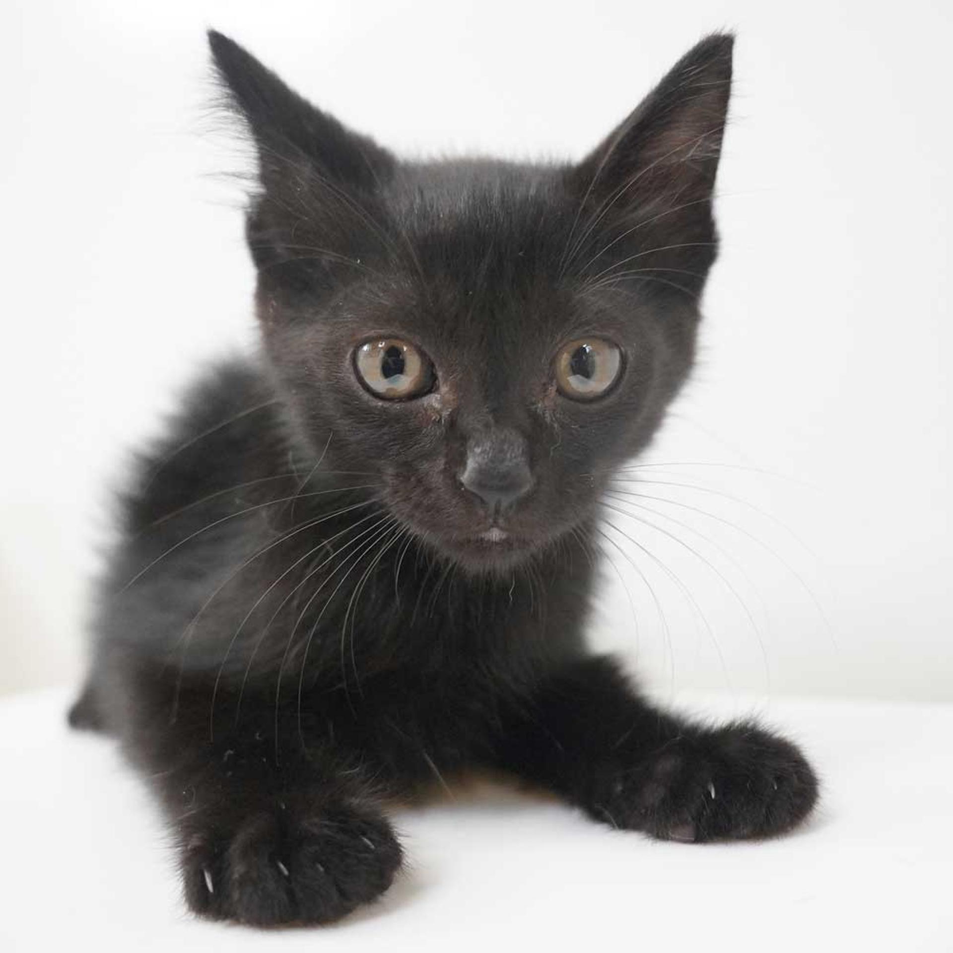 pet-image-9