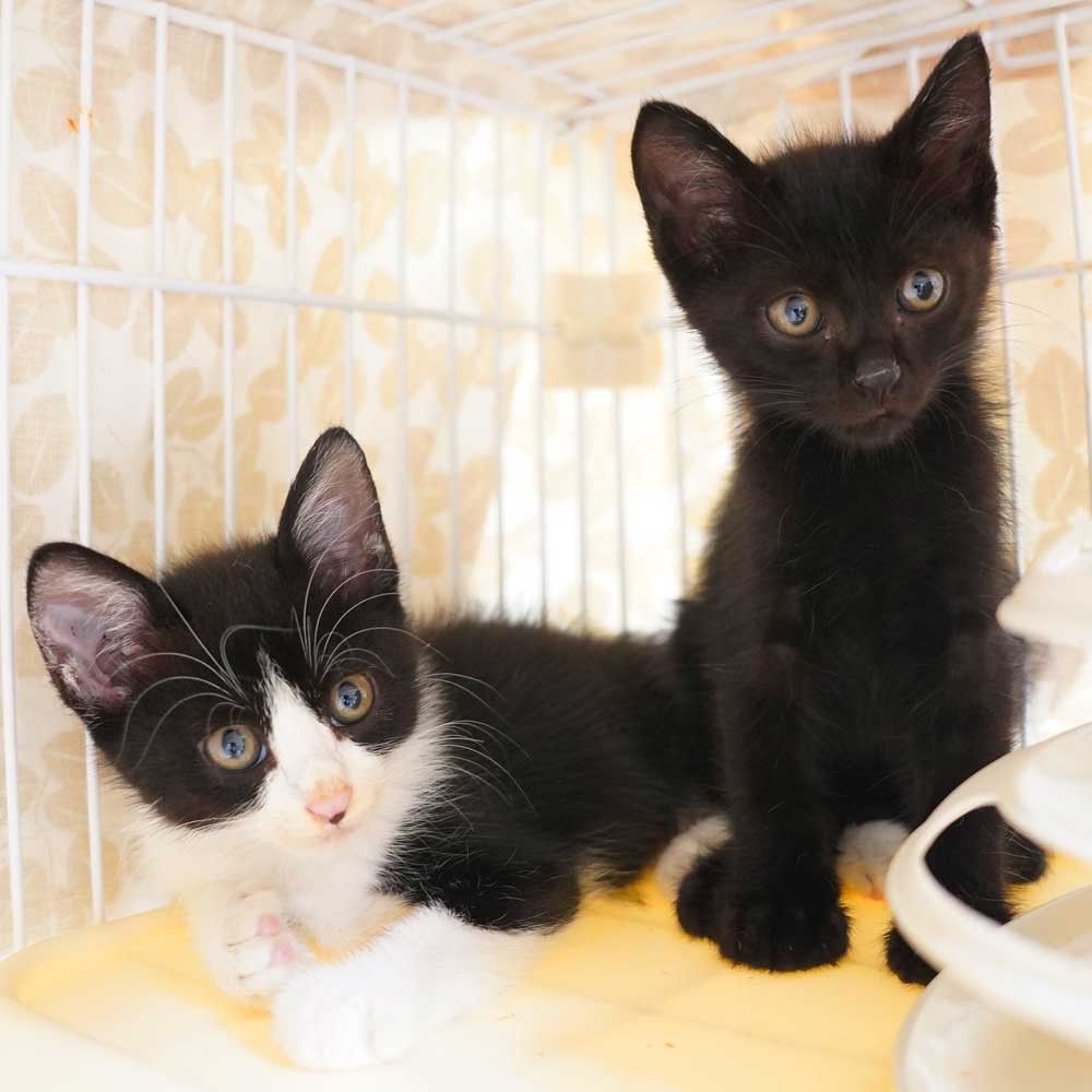 7月19日入所の2兄妹②黒の男の子 | 雑種（ミックス猫） | QOL南