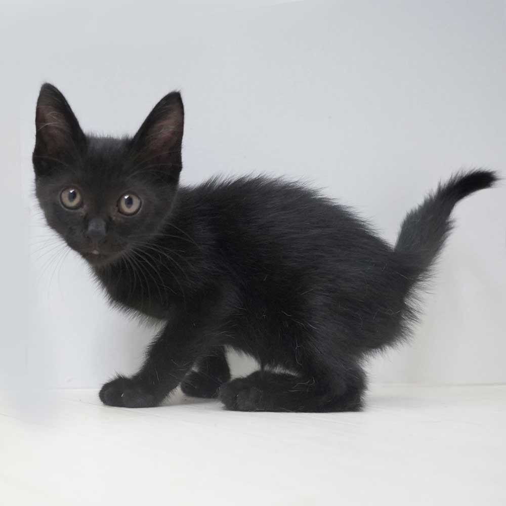 7月19日入所の2兄妹②黒の男の子 | 雑種（ミックス猫） | QOL南