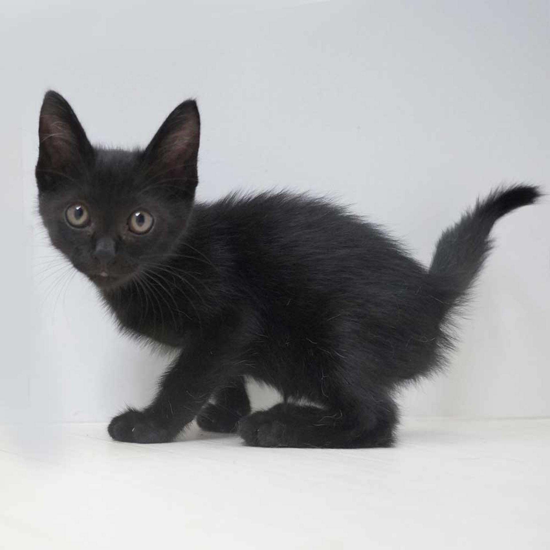 pet-image-4