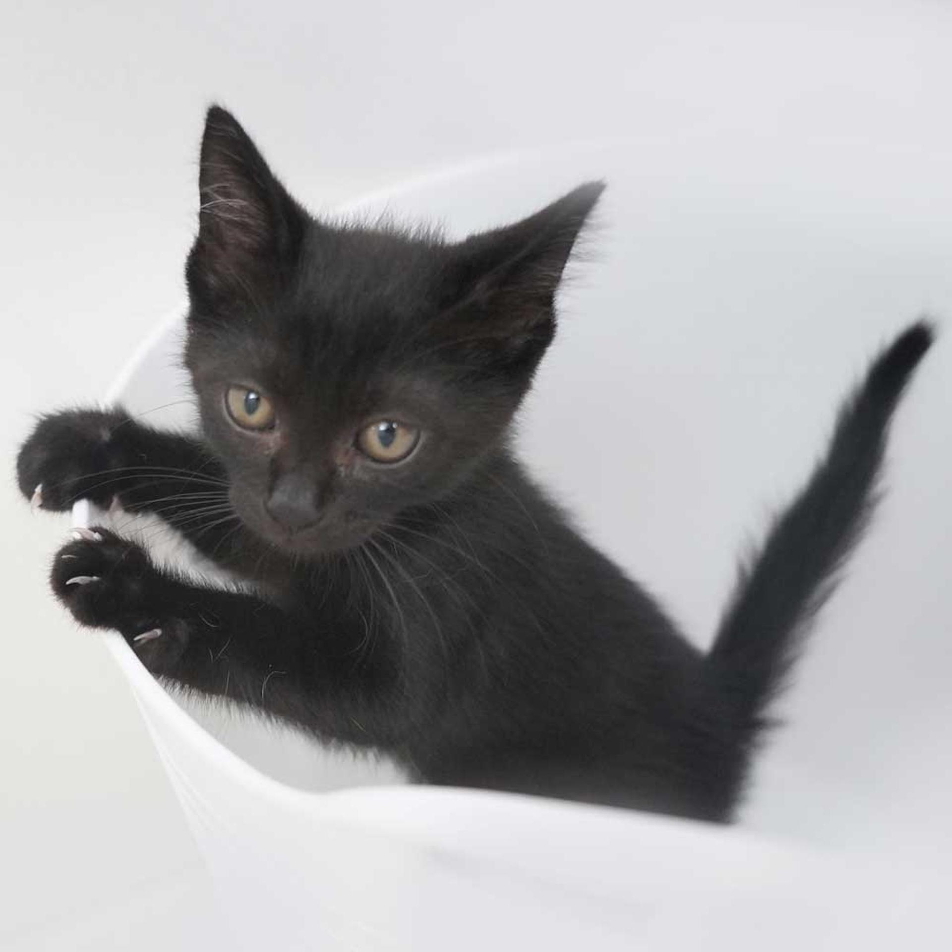 pet-image-5