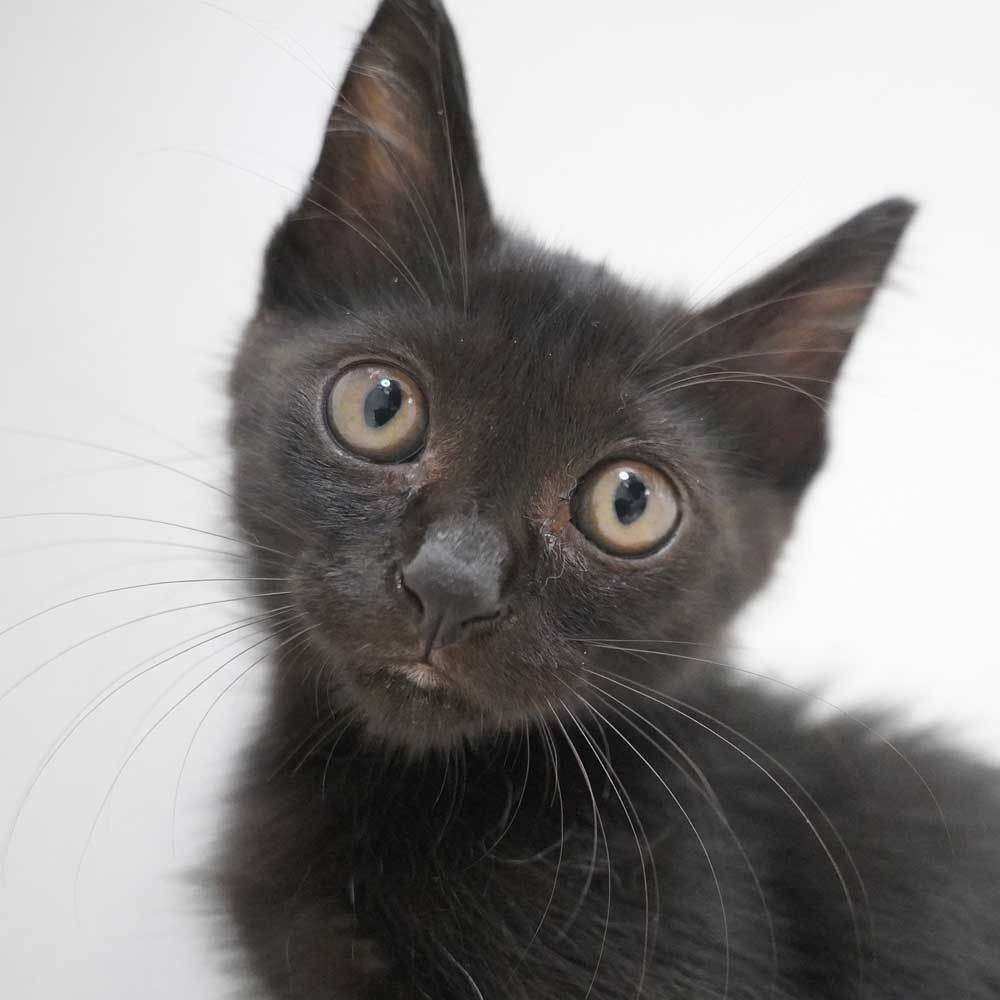 ねこ 楽天市場】necono 猫 首輪 『 Luce Bell 』 ルーチェ ベル 10