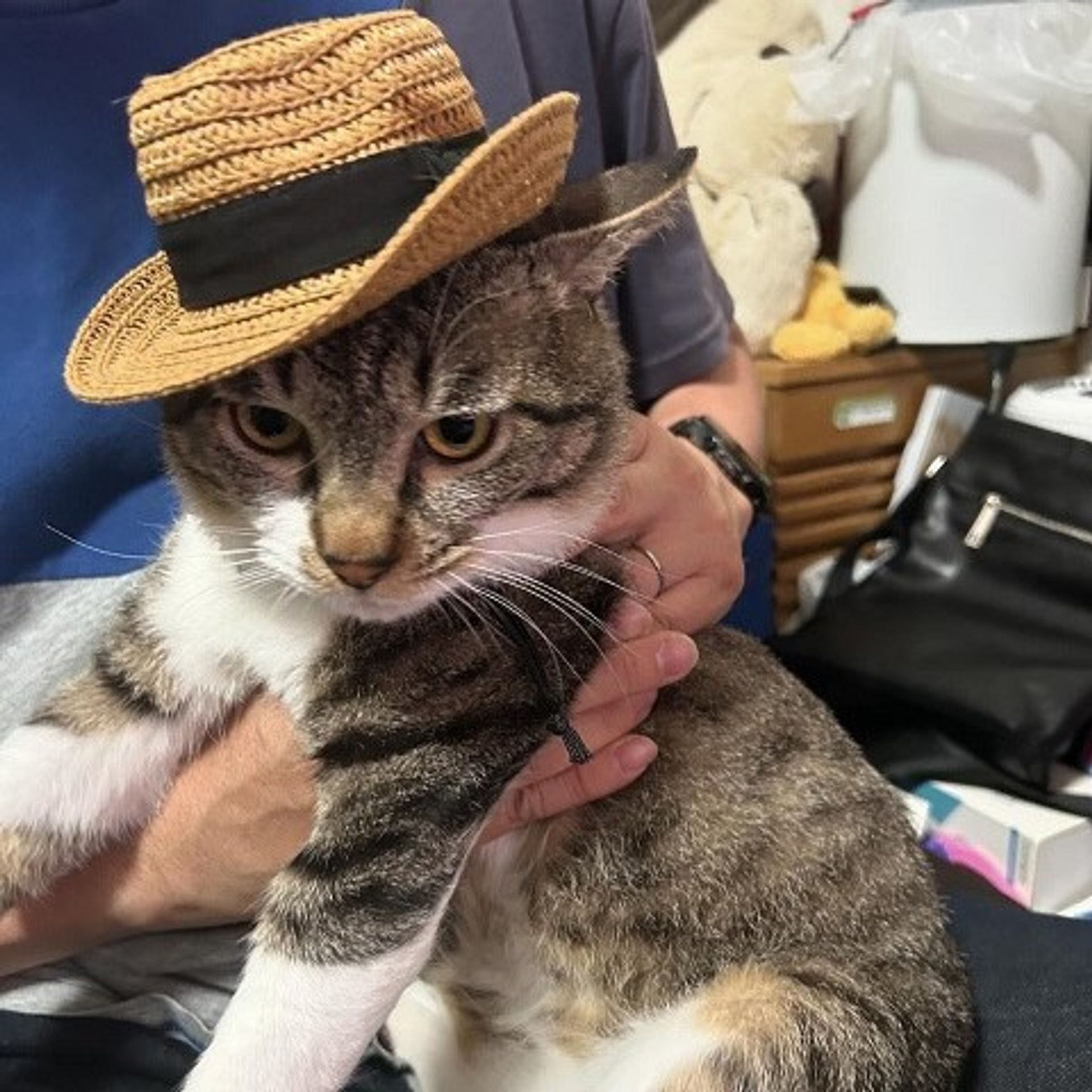 雑種（ミックス猫）・オスの里親募集の写真