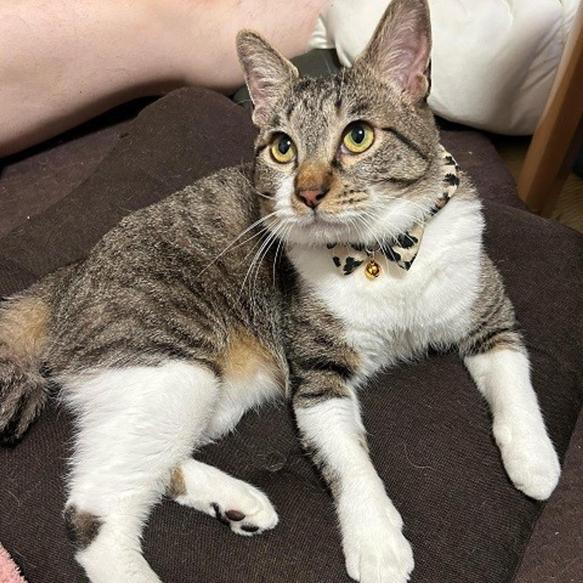 pet-image-2