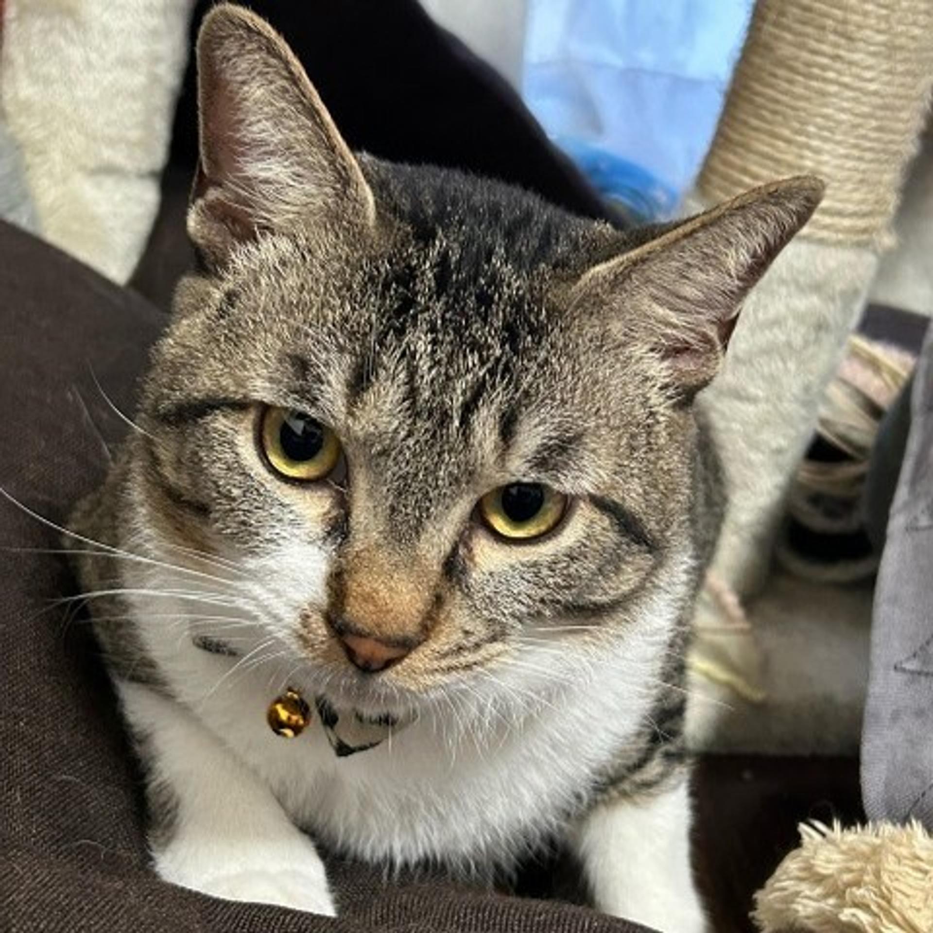 pet-image-4