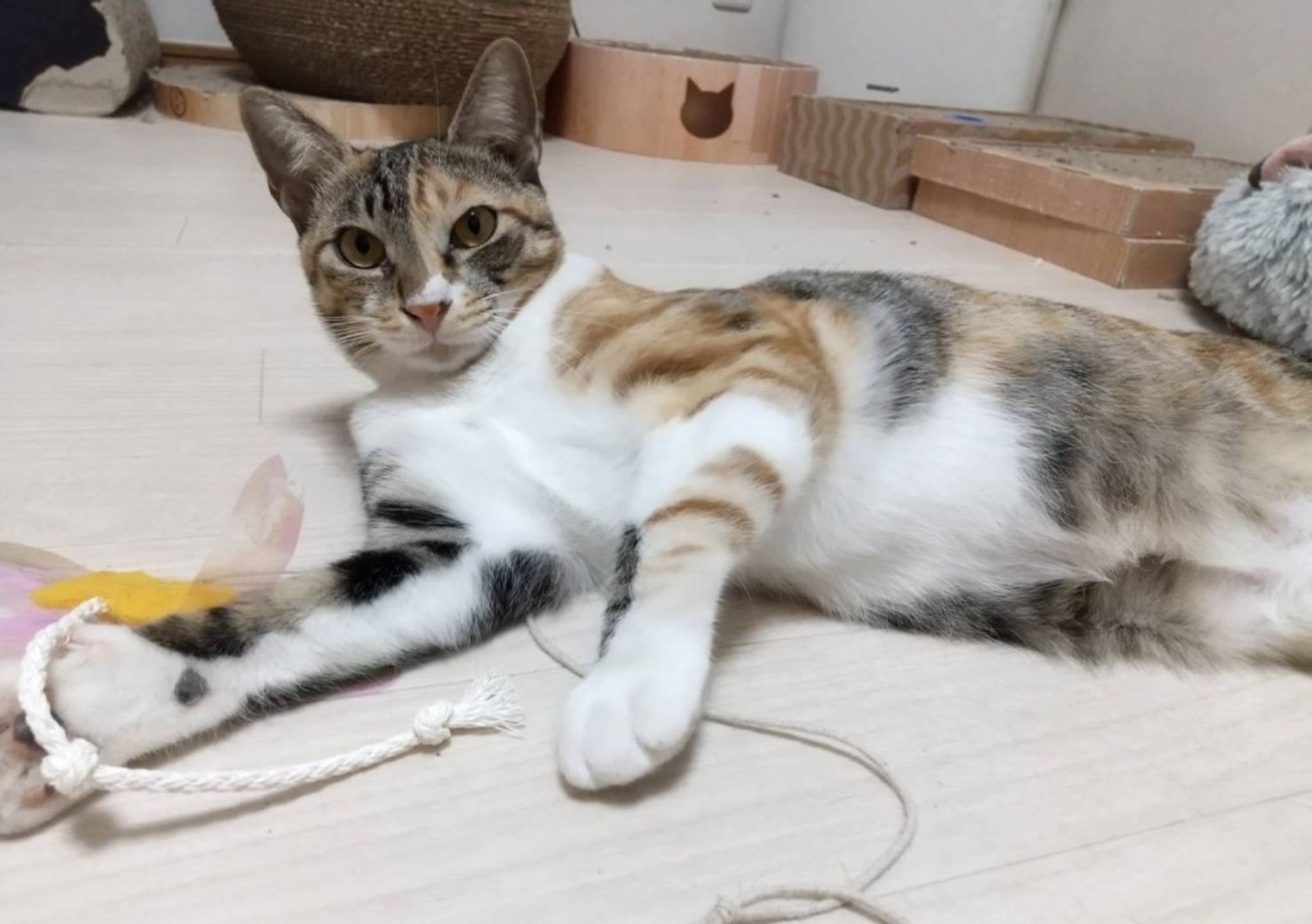 雑種（ミックス猫）・メスの里親募集の写真