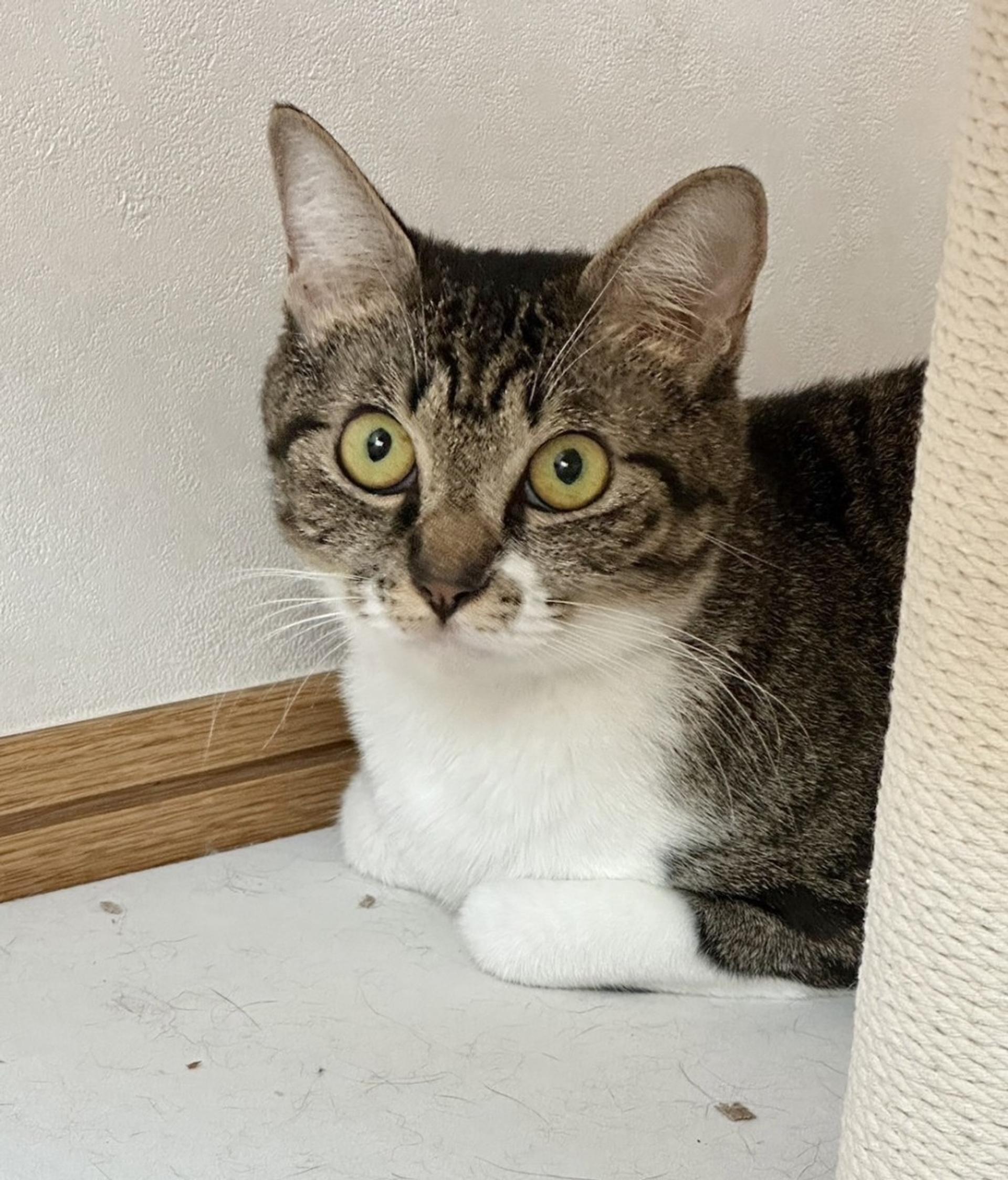pet-image-2