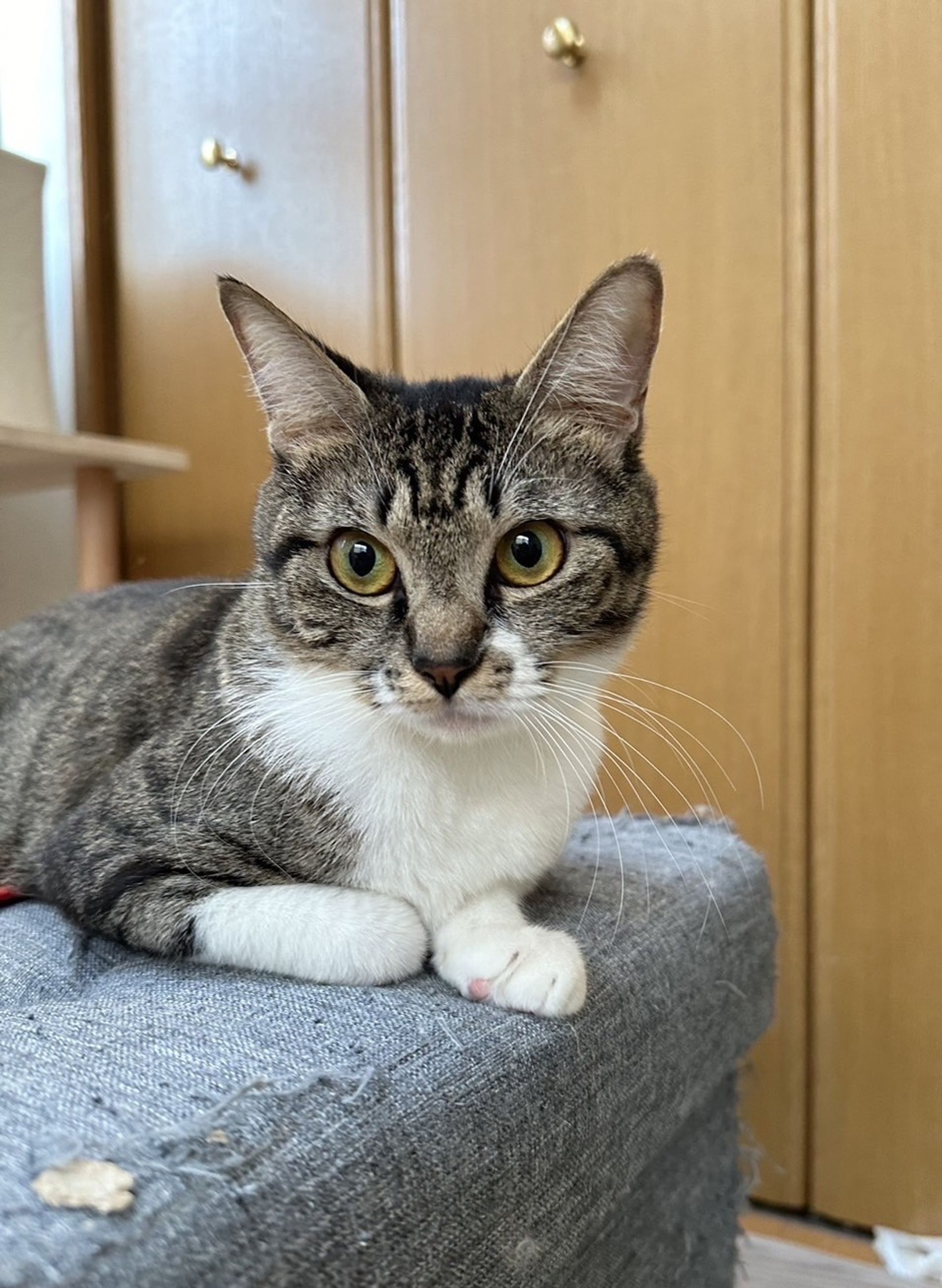 雑種（ミックス猫）・メスの里親募集の写真