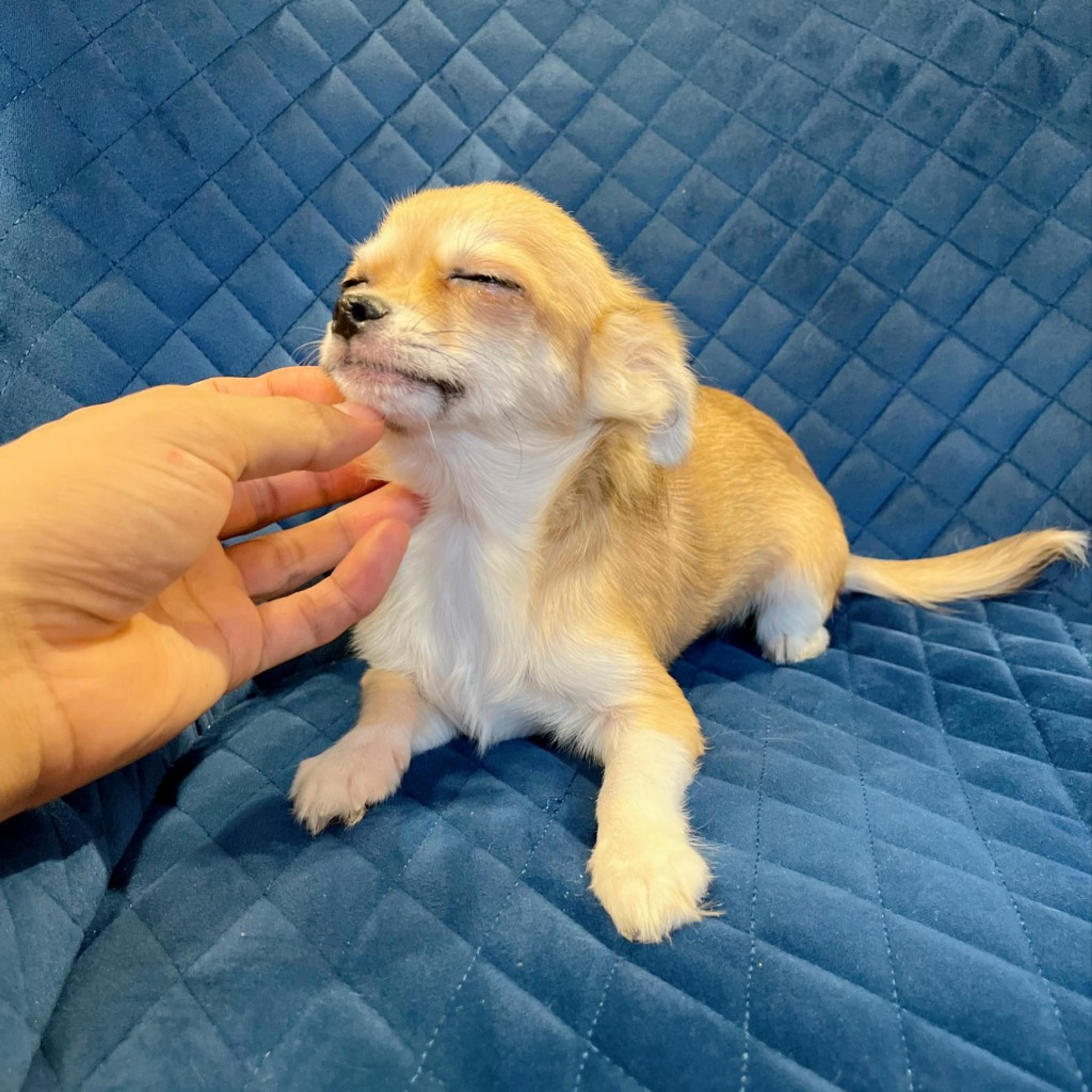 pet-image-8