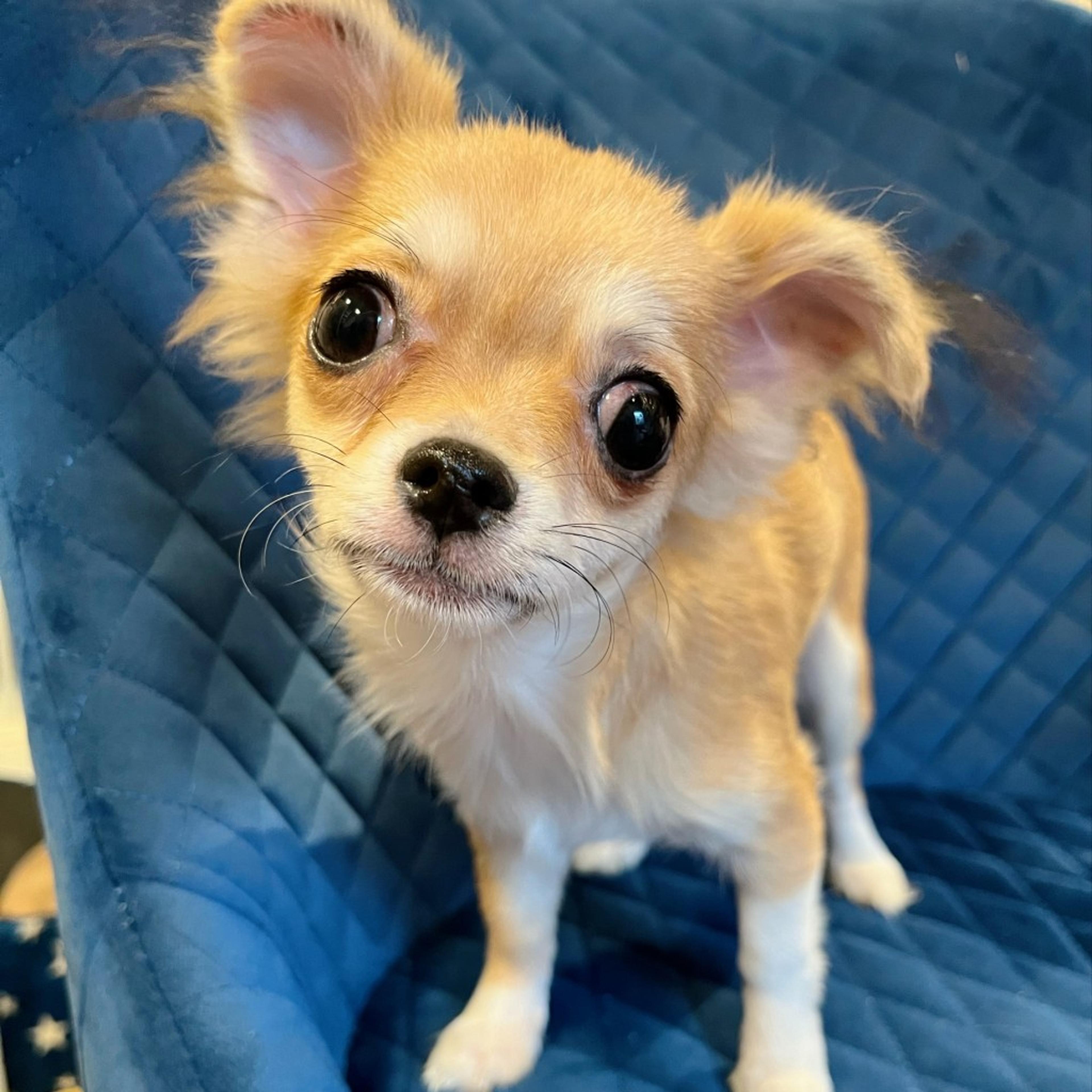 pet-image-4