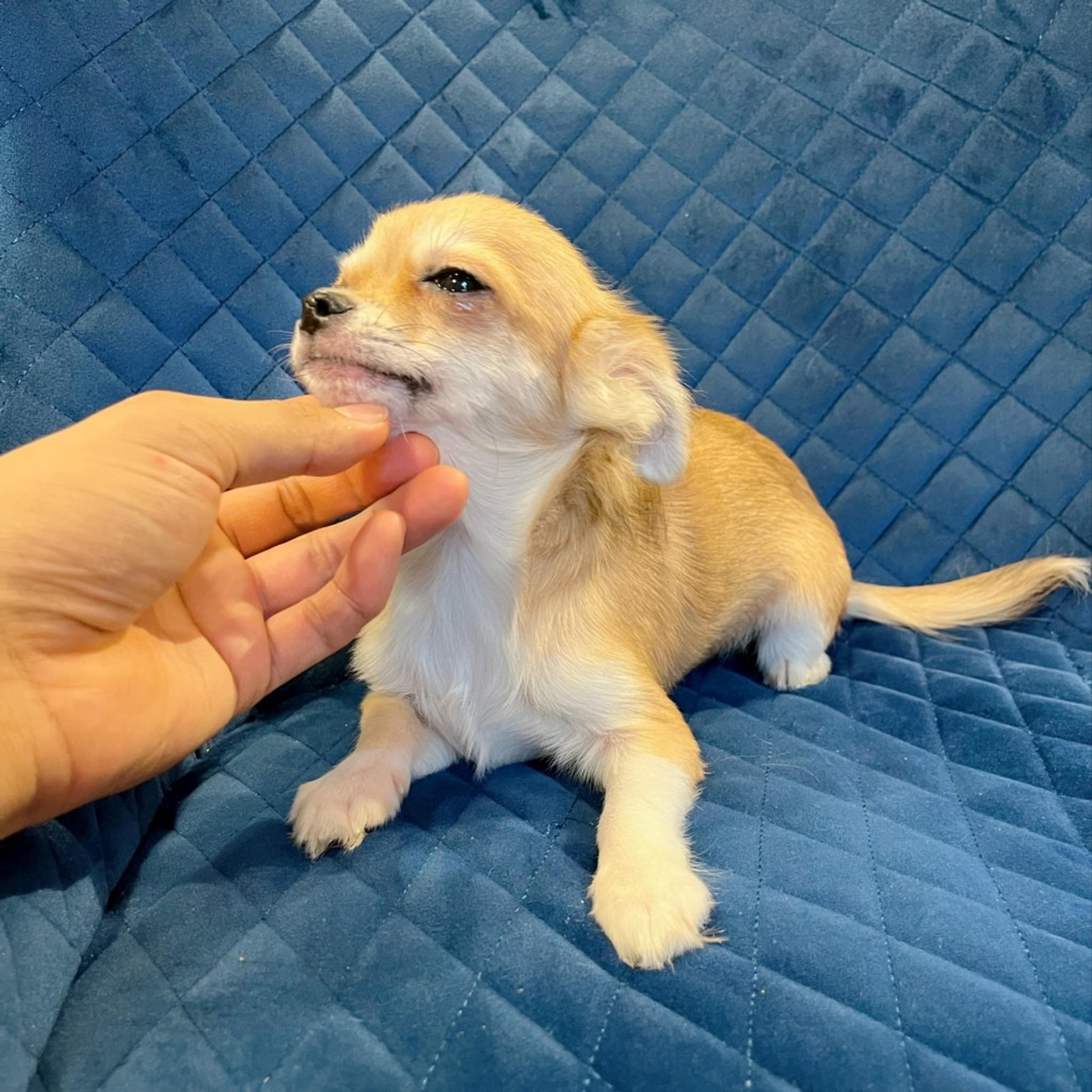 pet-image-7