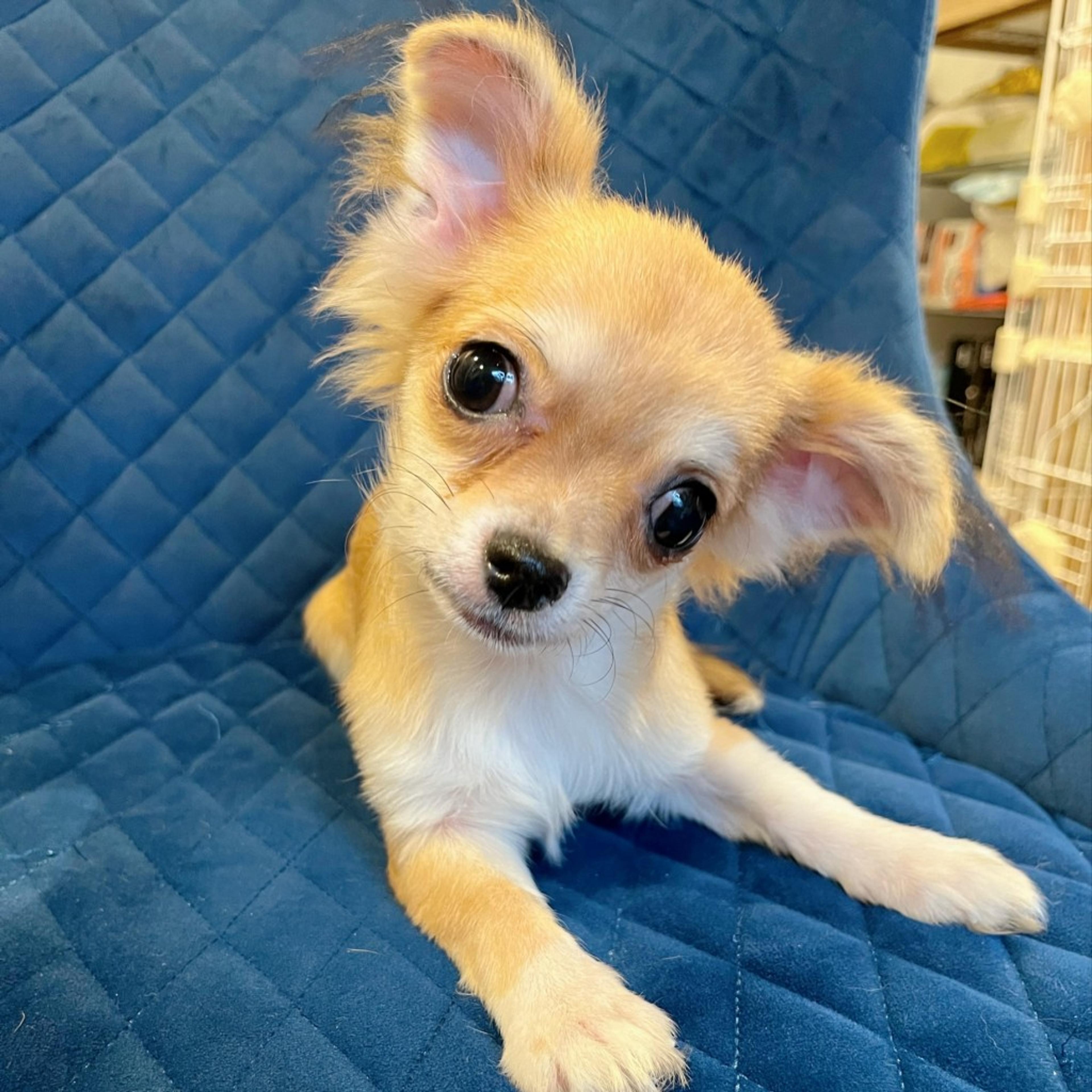 pet-image-5