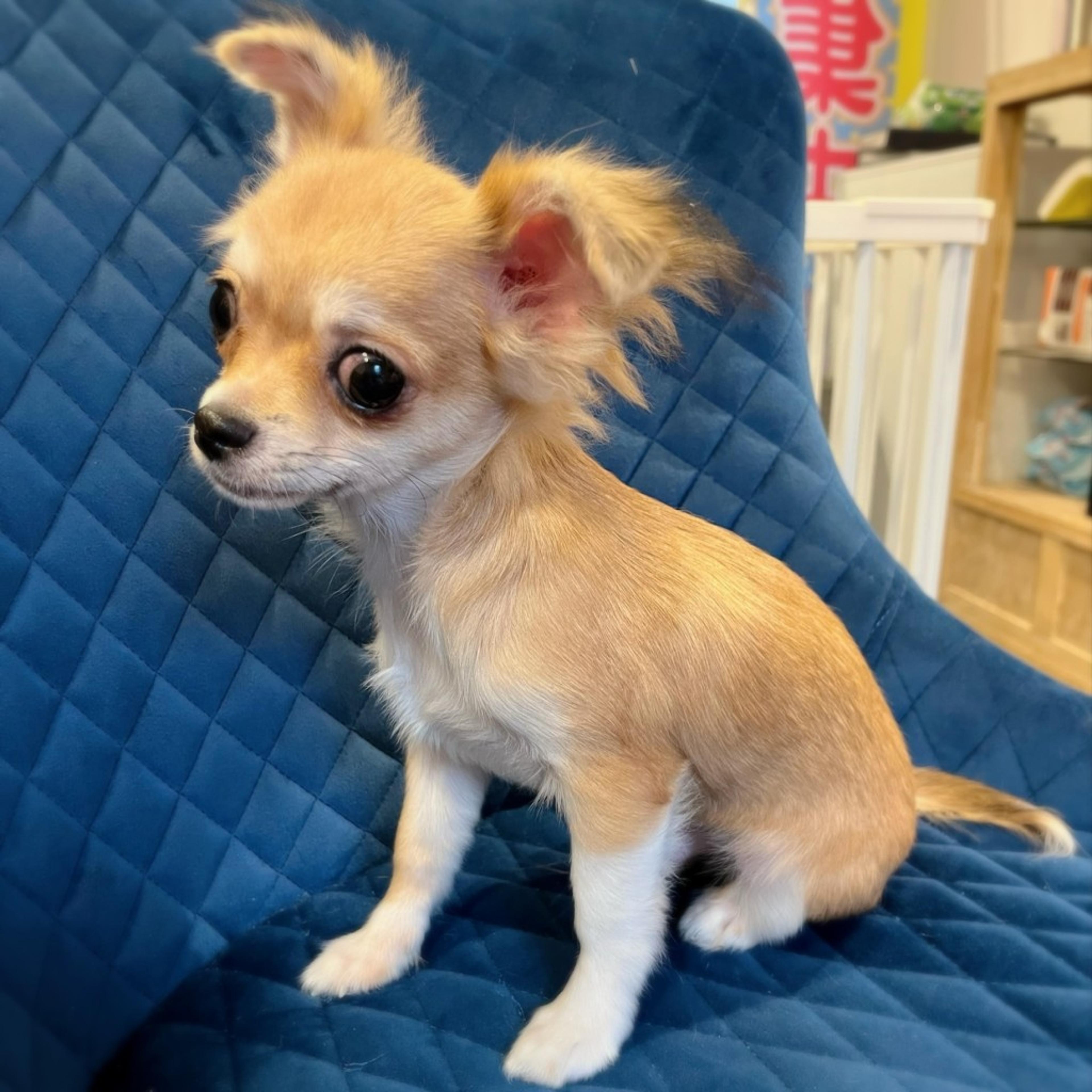 pet-image-3