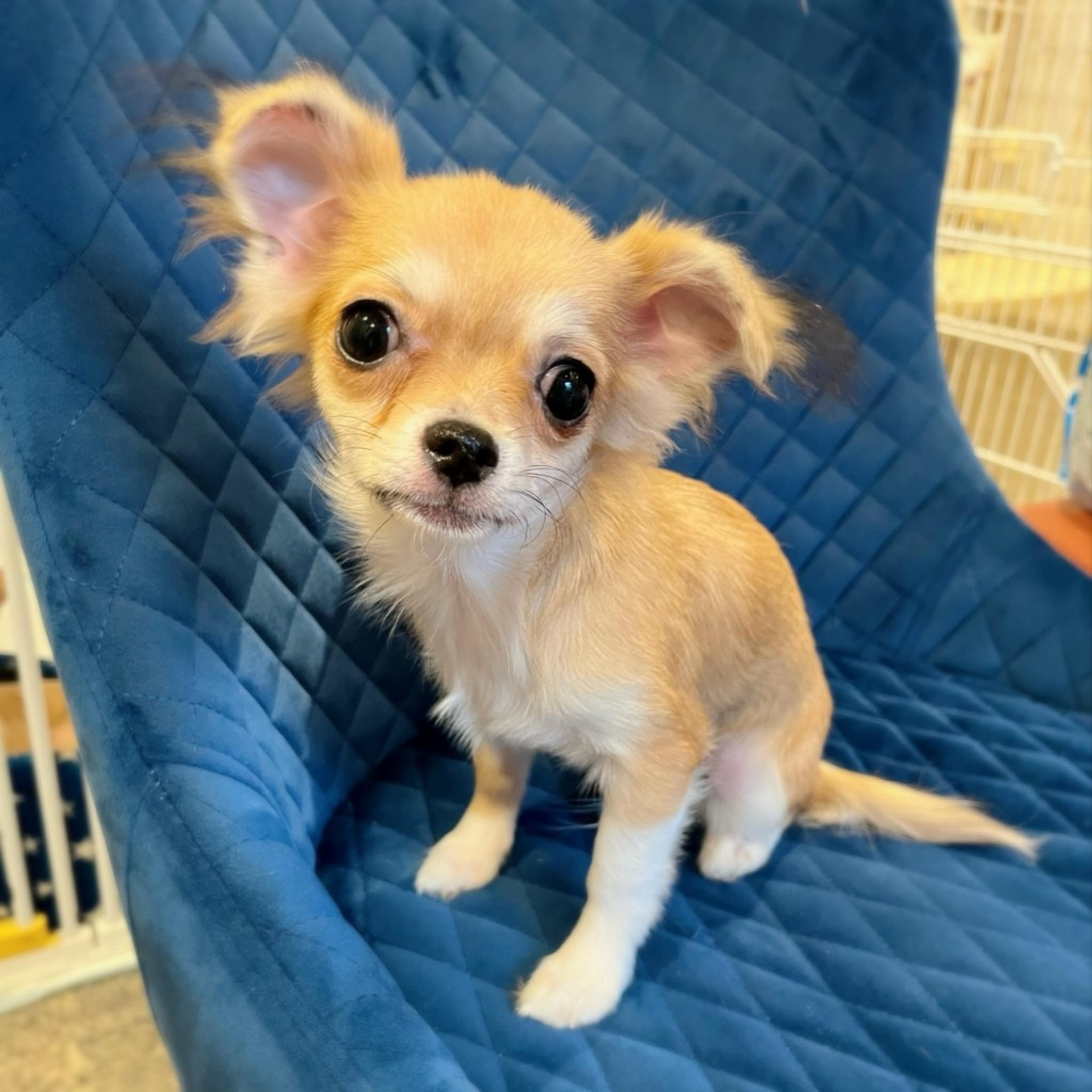 pet-image-2