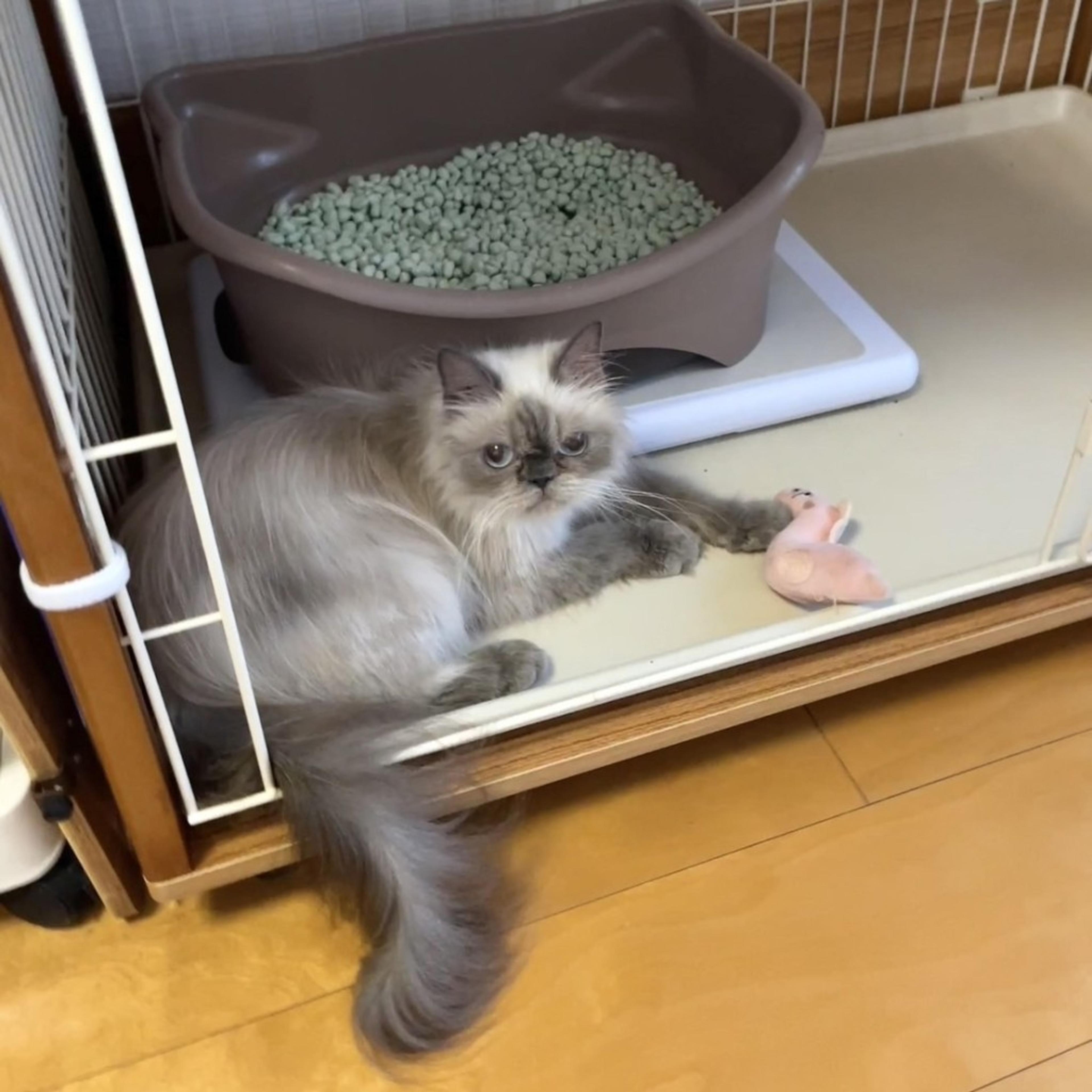 pet-image-5