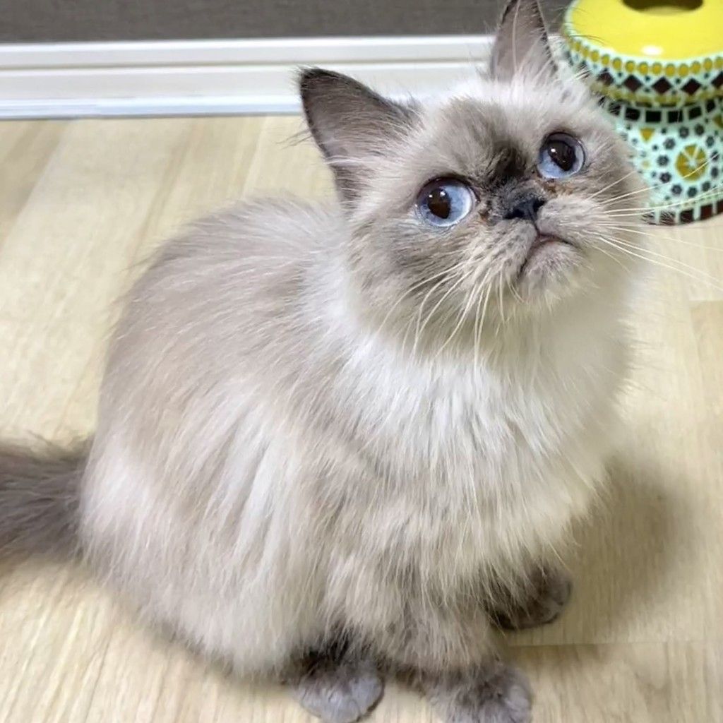 ヒマラヤン♥ポチャちゃんッ♥生後６ヶ月♥里親様募集(=^・・^=) 猫 × ヒマラヤン が募集対象」の里親募集一覧｜OMUSUBI（ペトコトお