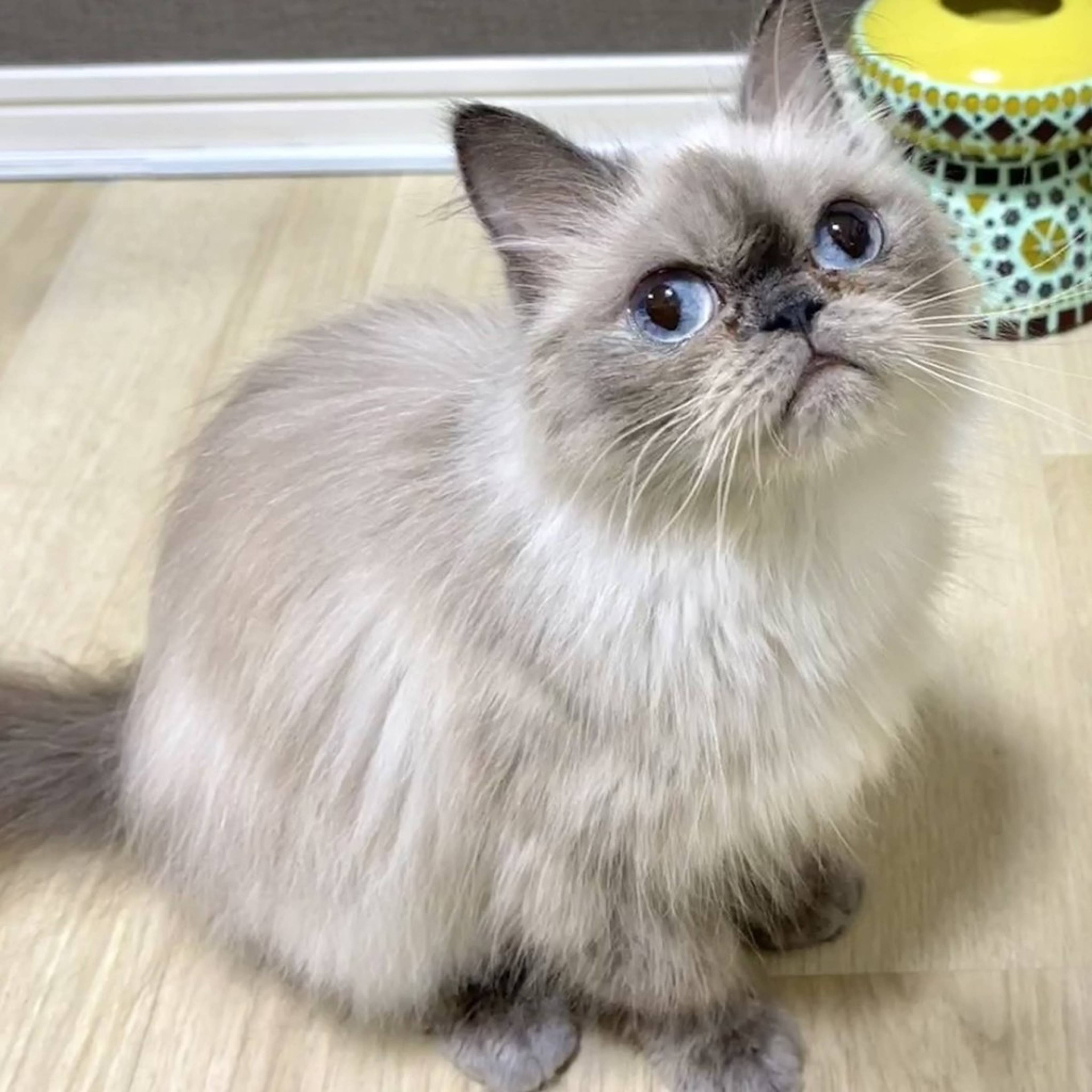 ヒマラヤン・メスの里親募集の写真