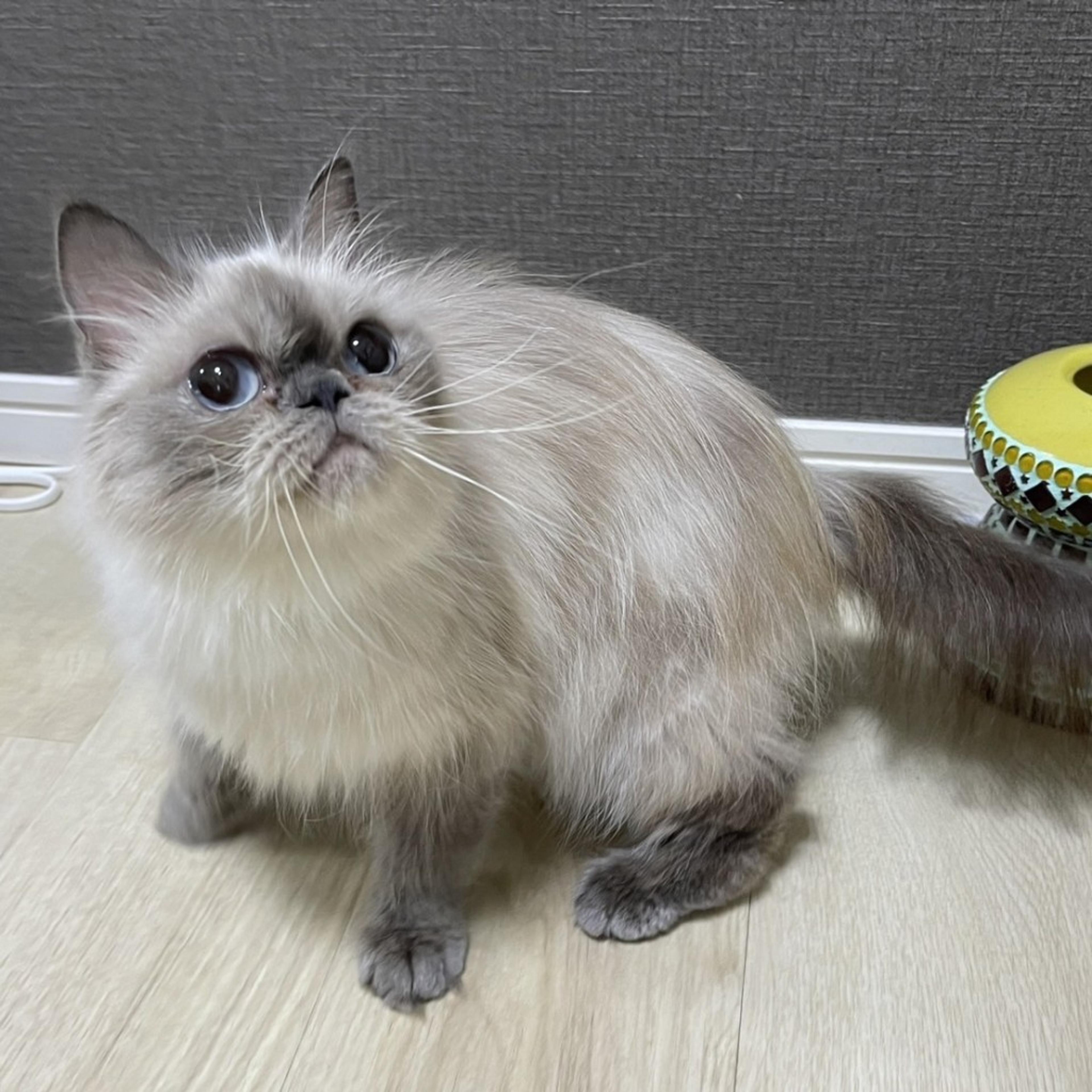 pet-image-2