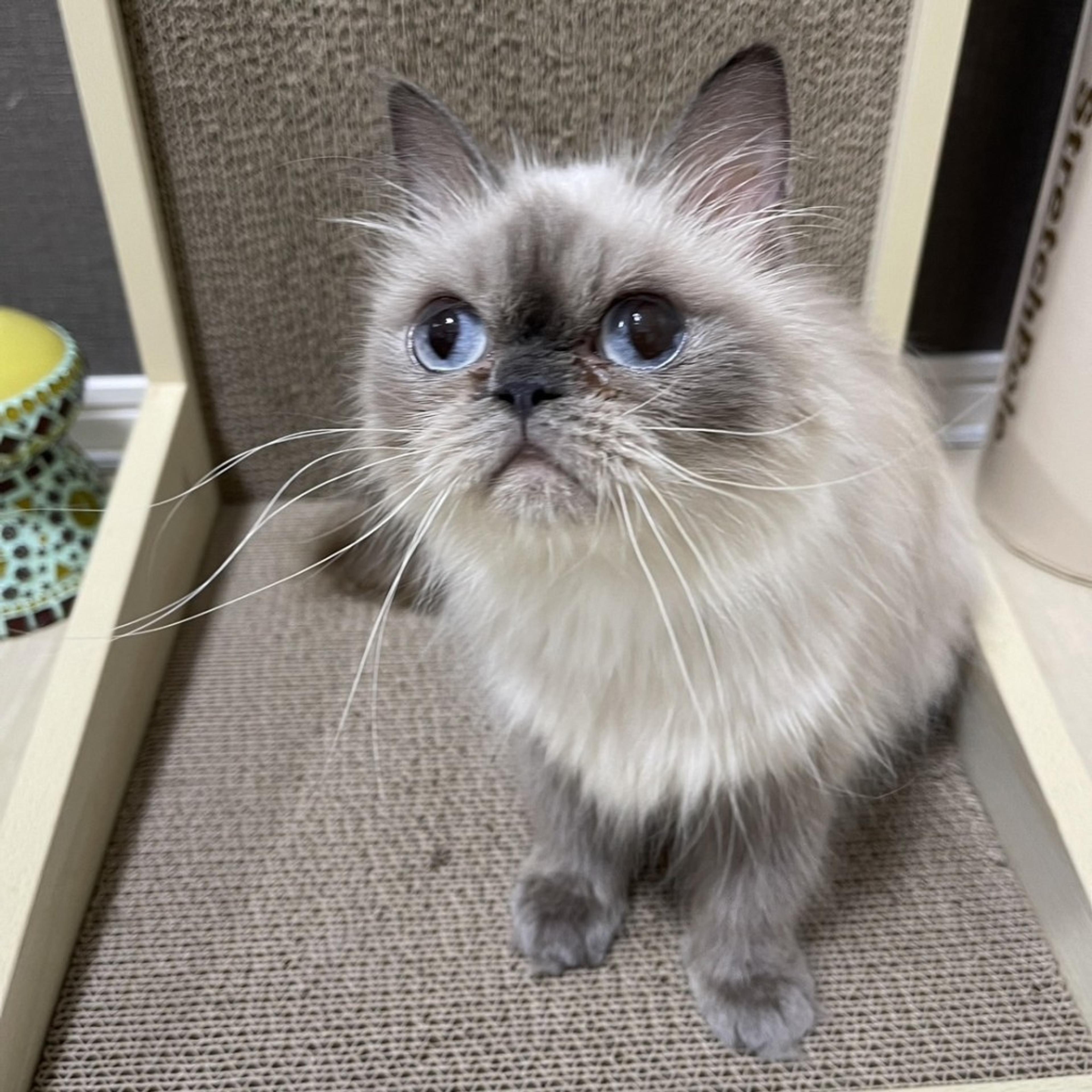 pet-image-3
