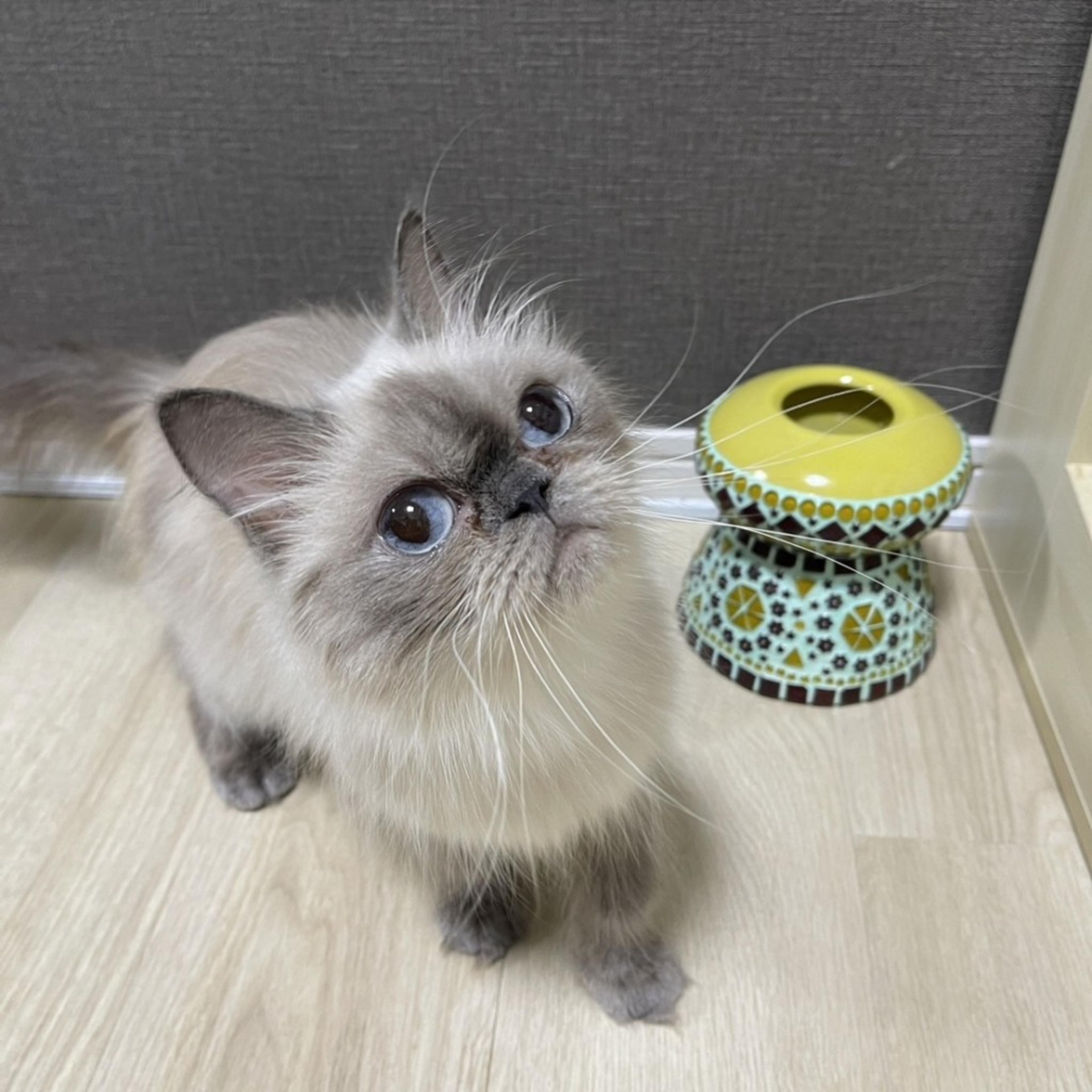 pet-image-4
