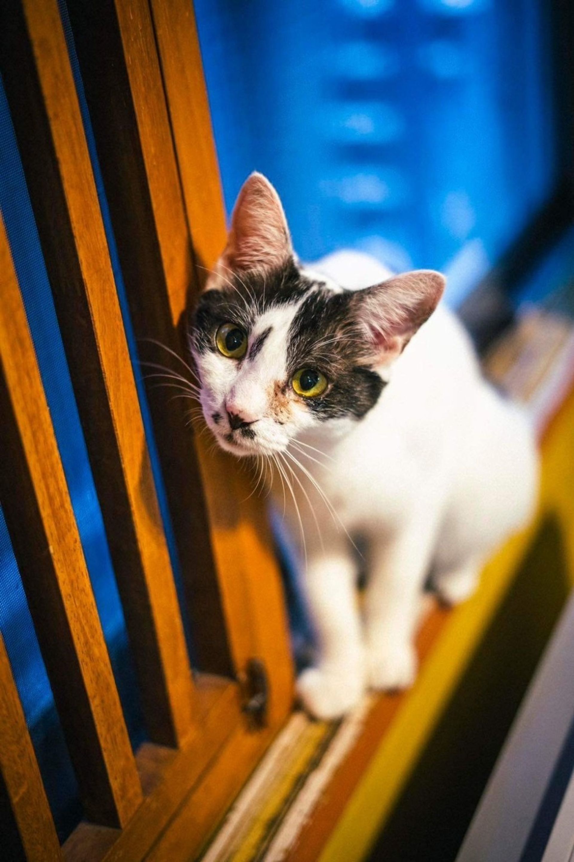 雑種（ミックス猫）・メスの里親募集の写真