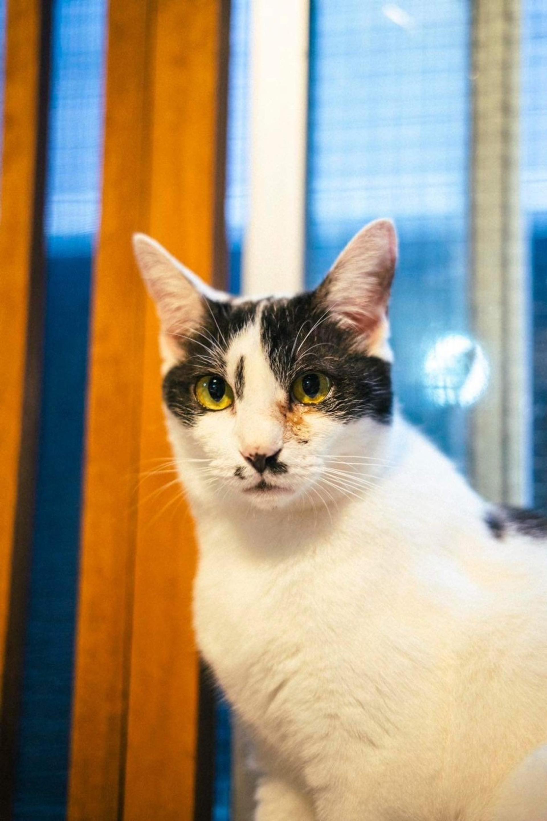 pet-image-2