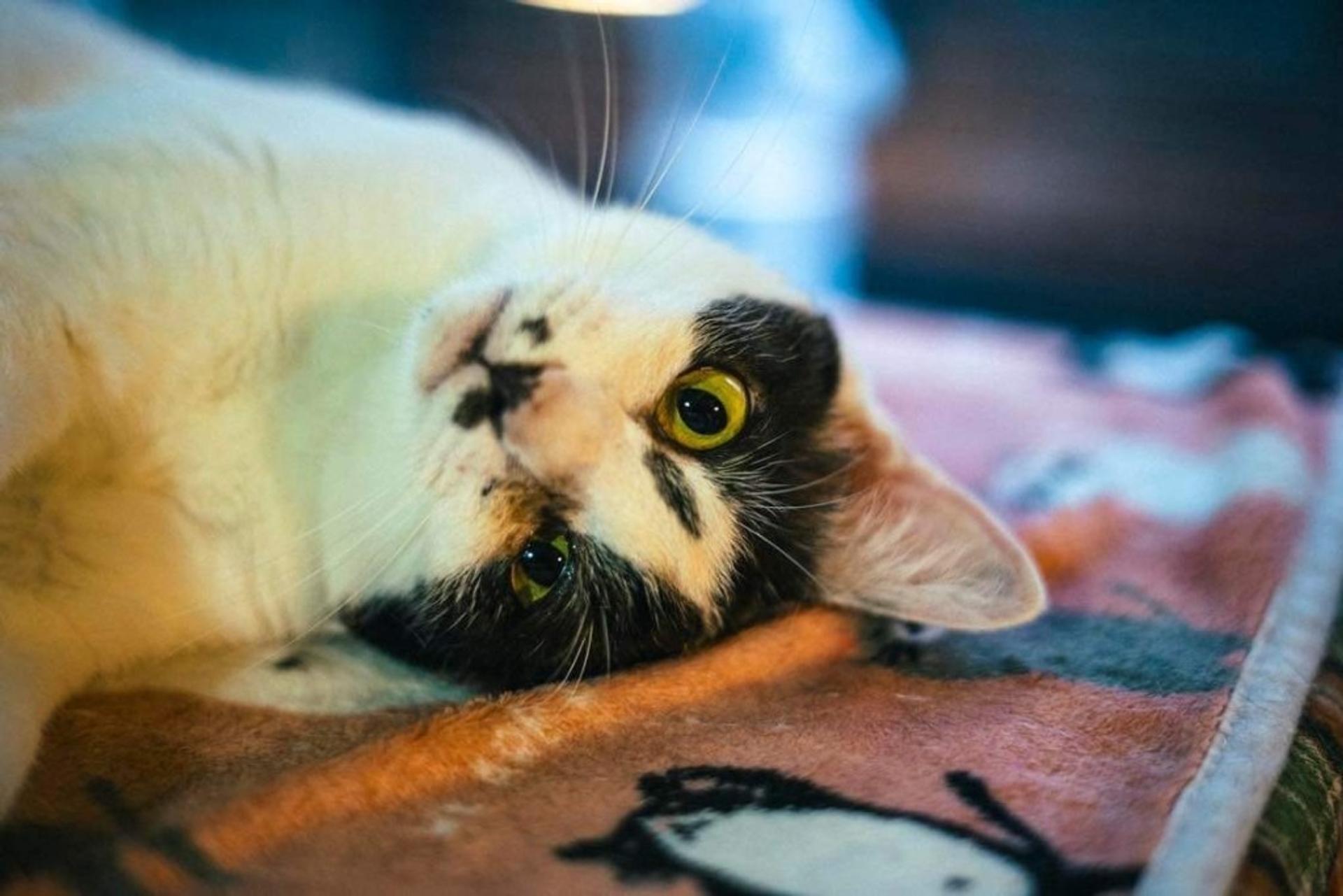 pet-image-3