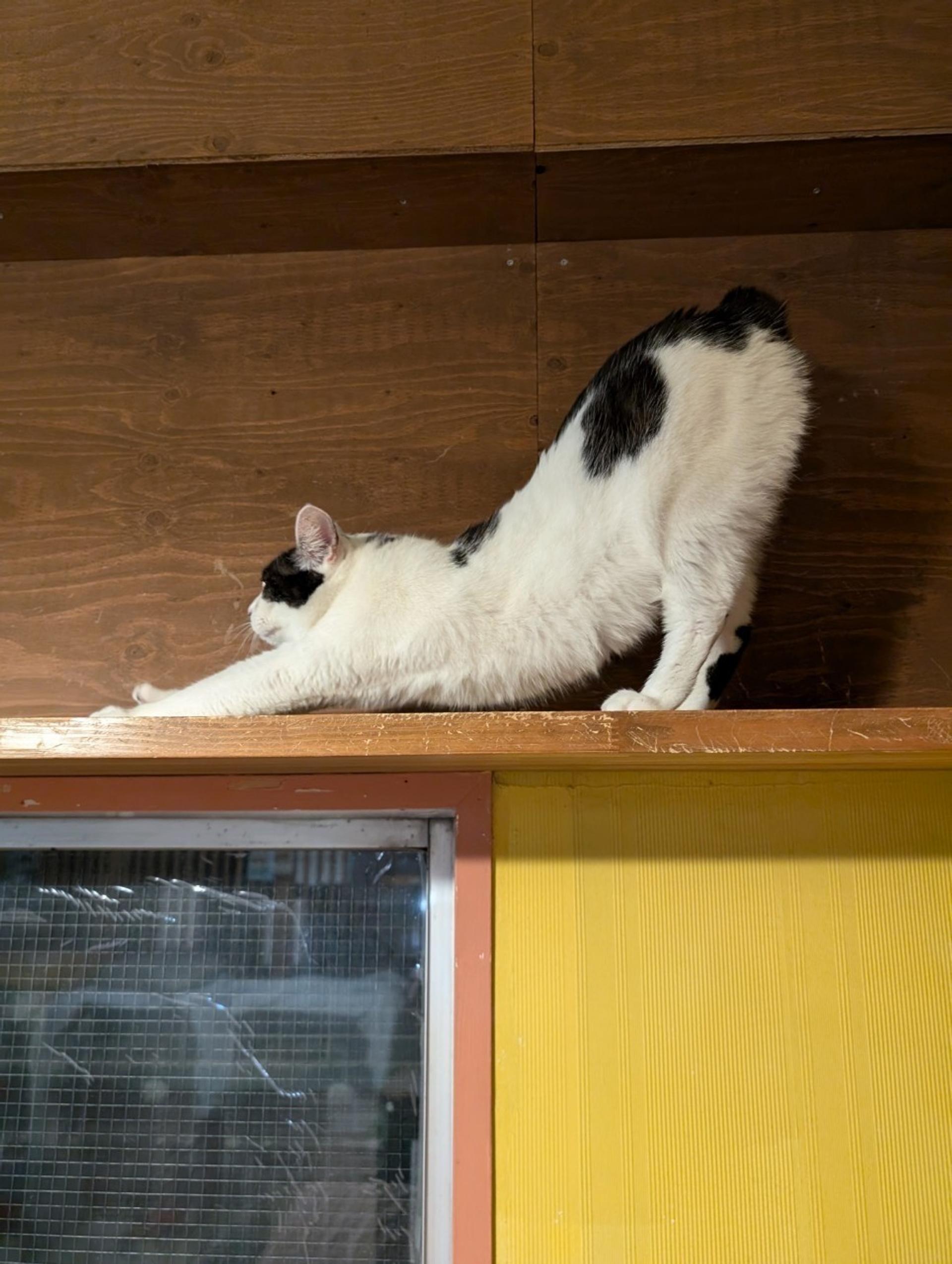 pet-image-4