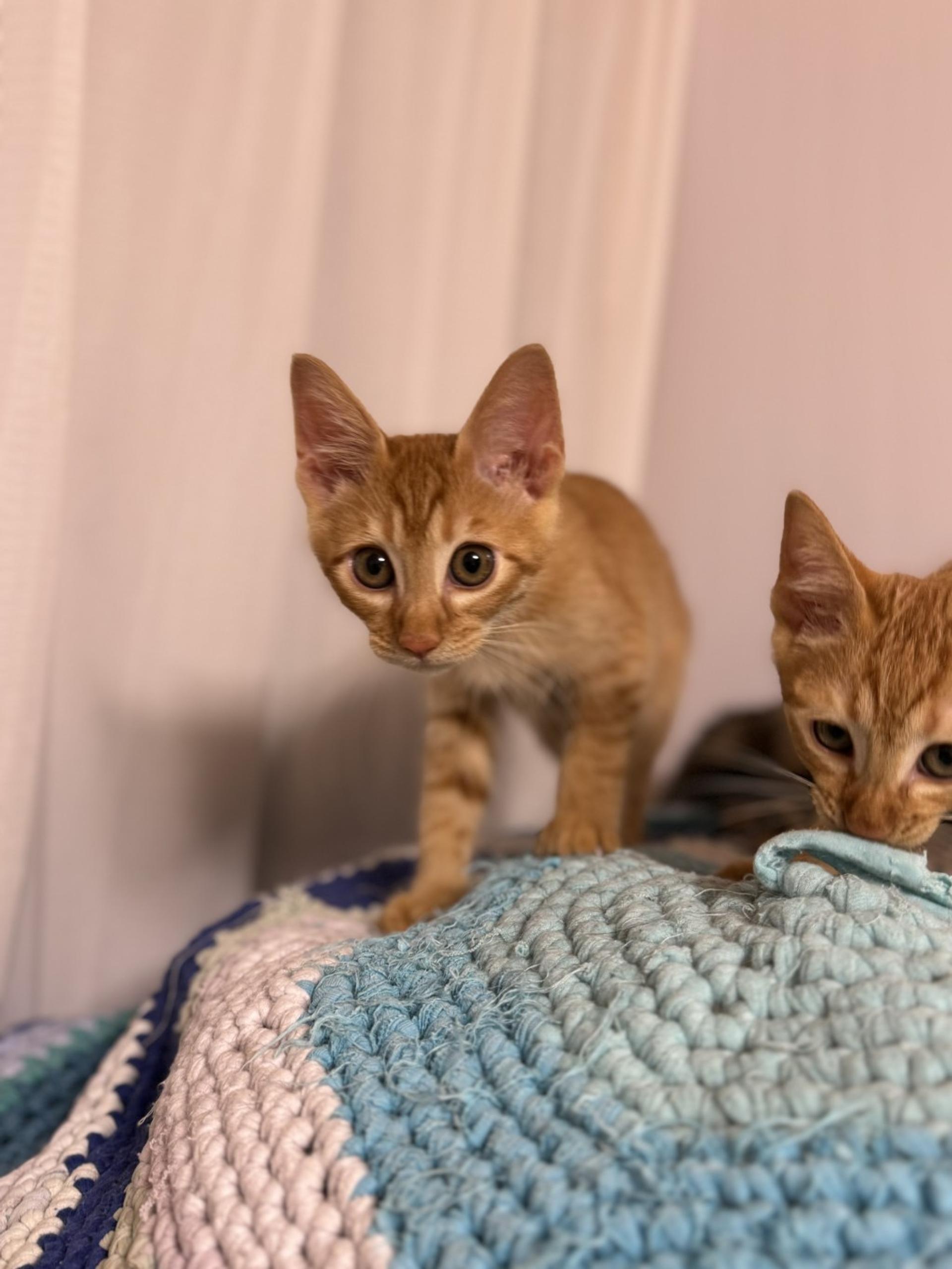 pet-image-4