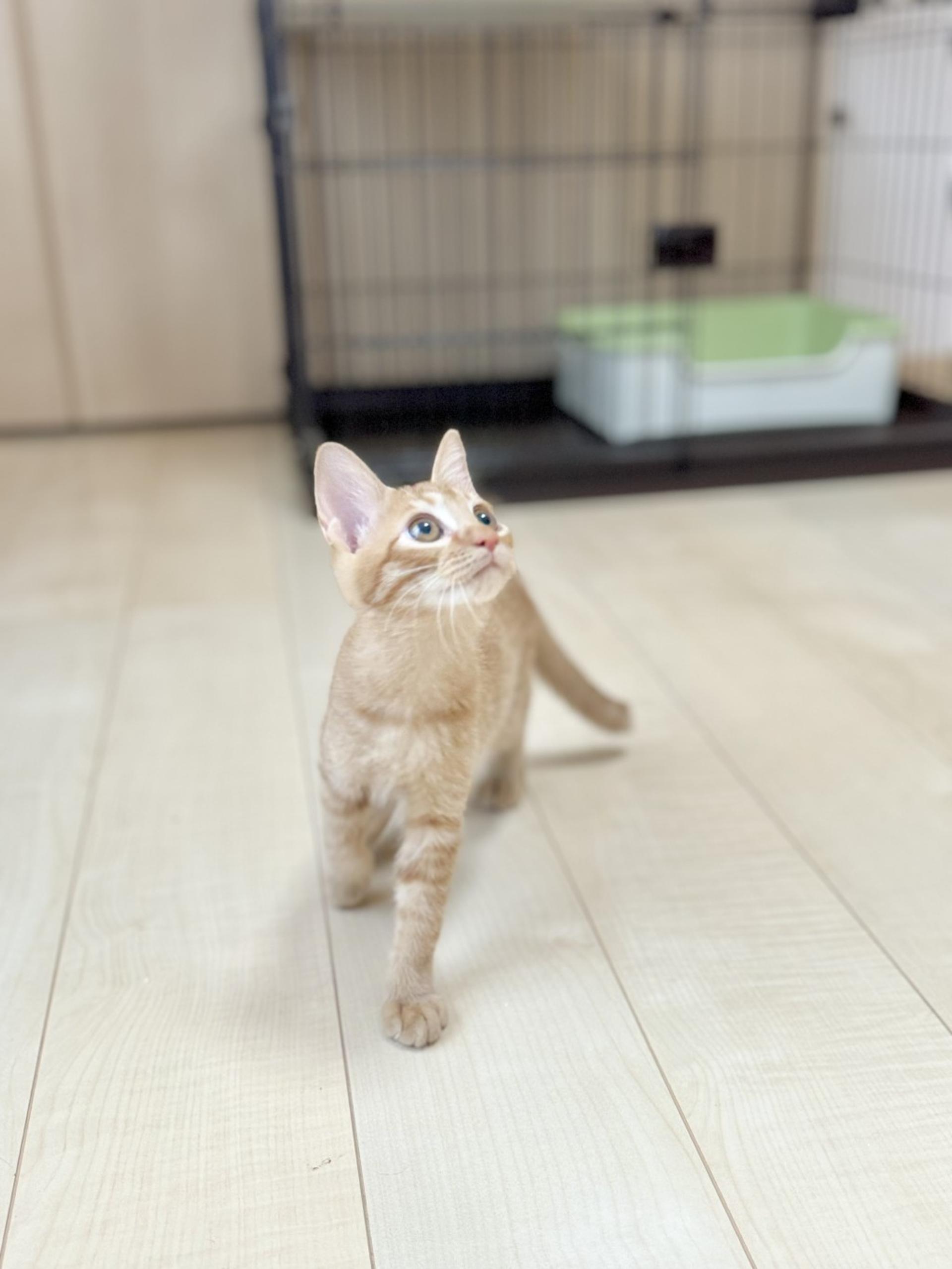 pet-image-2