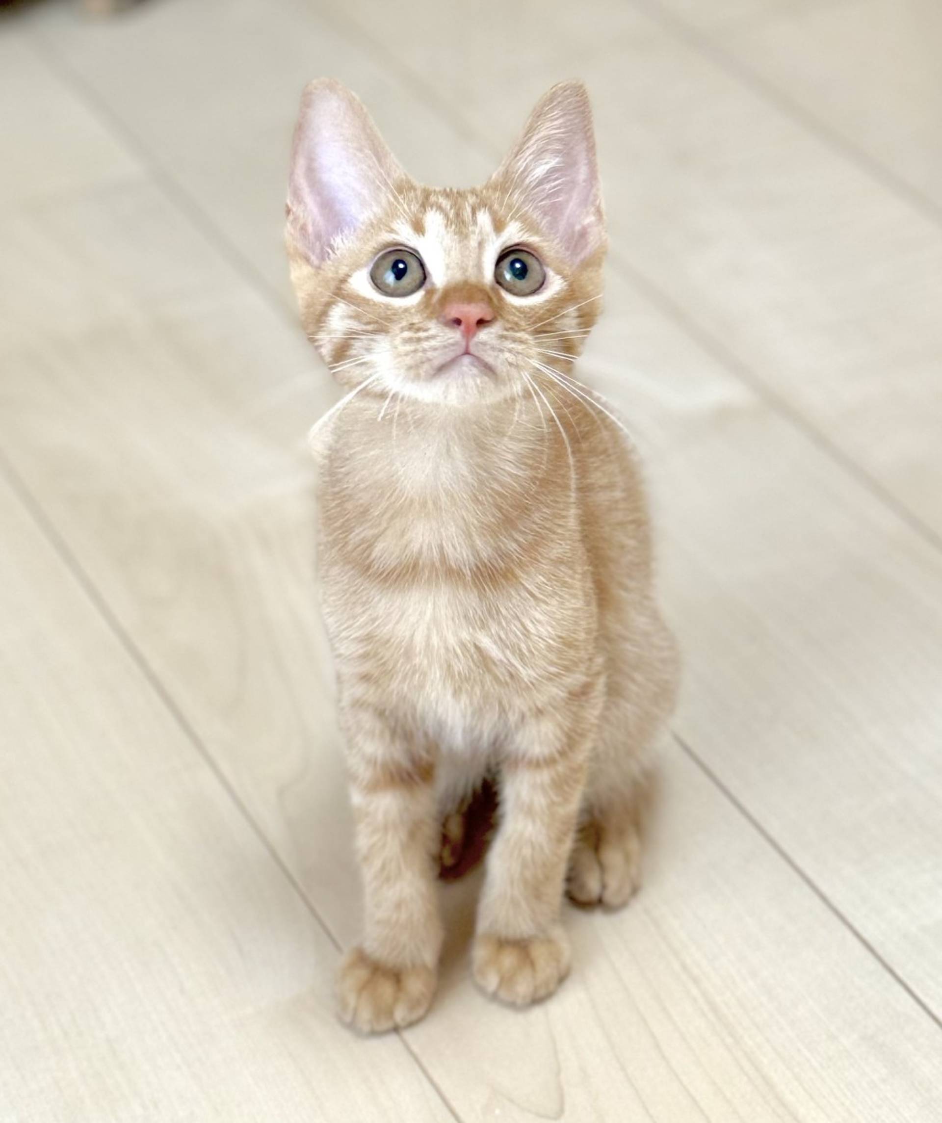 雑種（ミックス猫）・オスの里親募集の写真