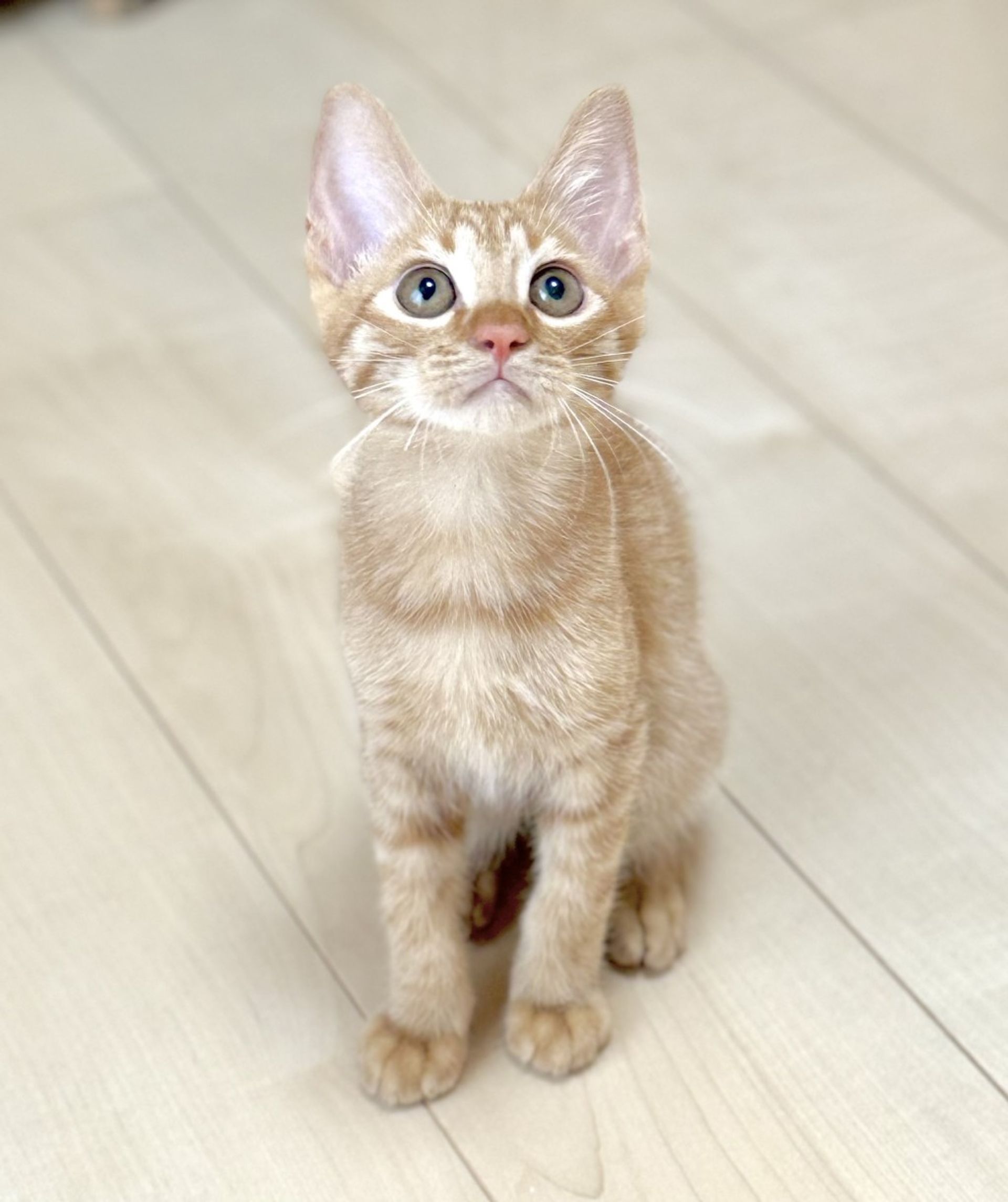雑種（ミックス猫）・オスの里親募集の写真