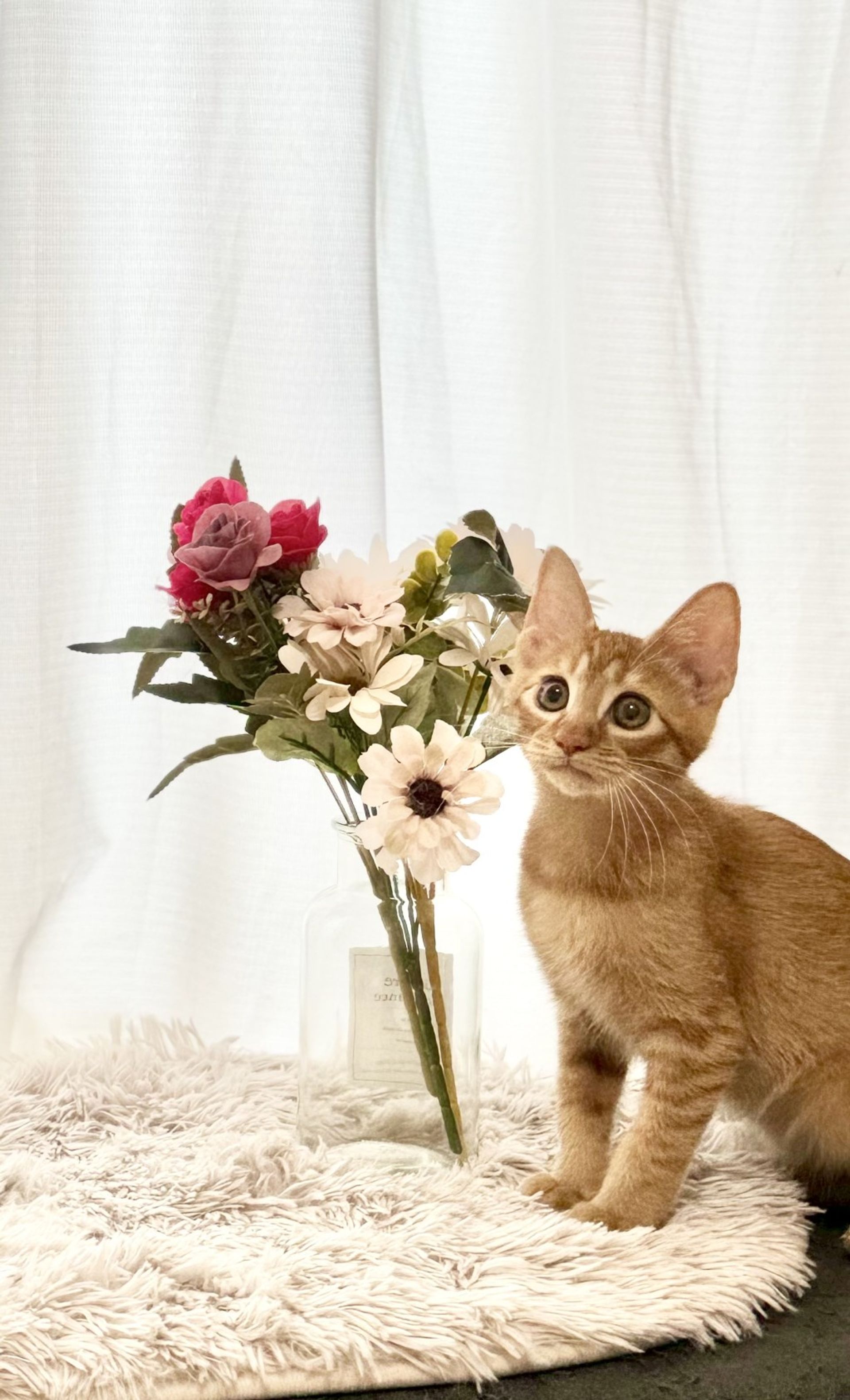 雑種（ミックス猫）・オスの里親募集の写真