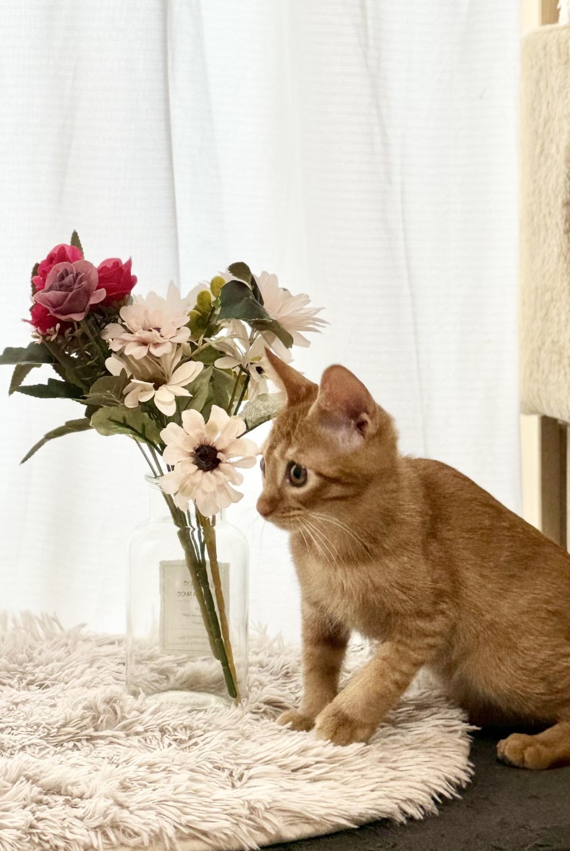 pet-image-9