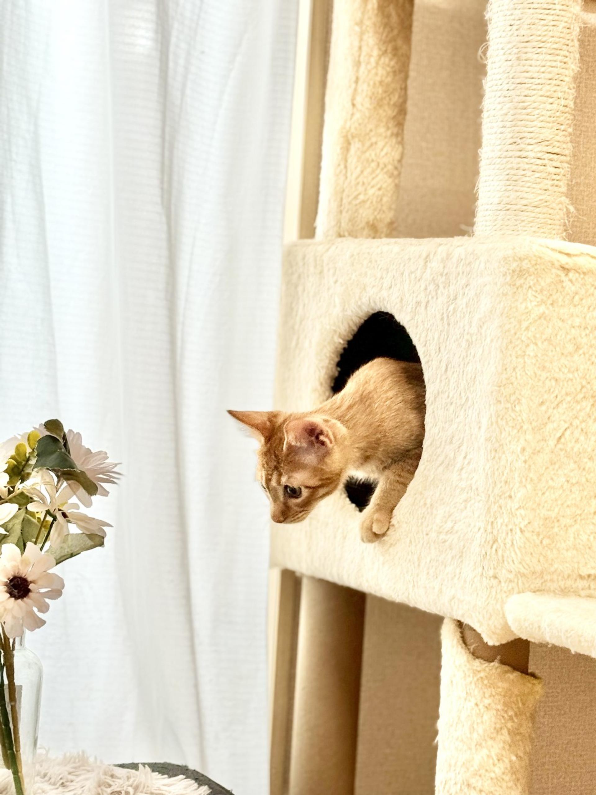 pet-image-10