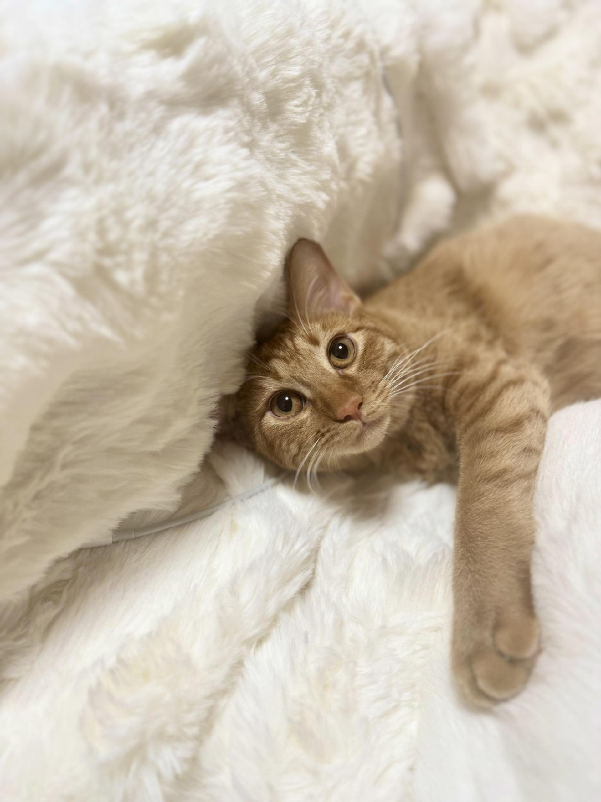 pet-image-3