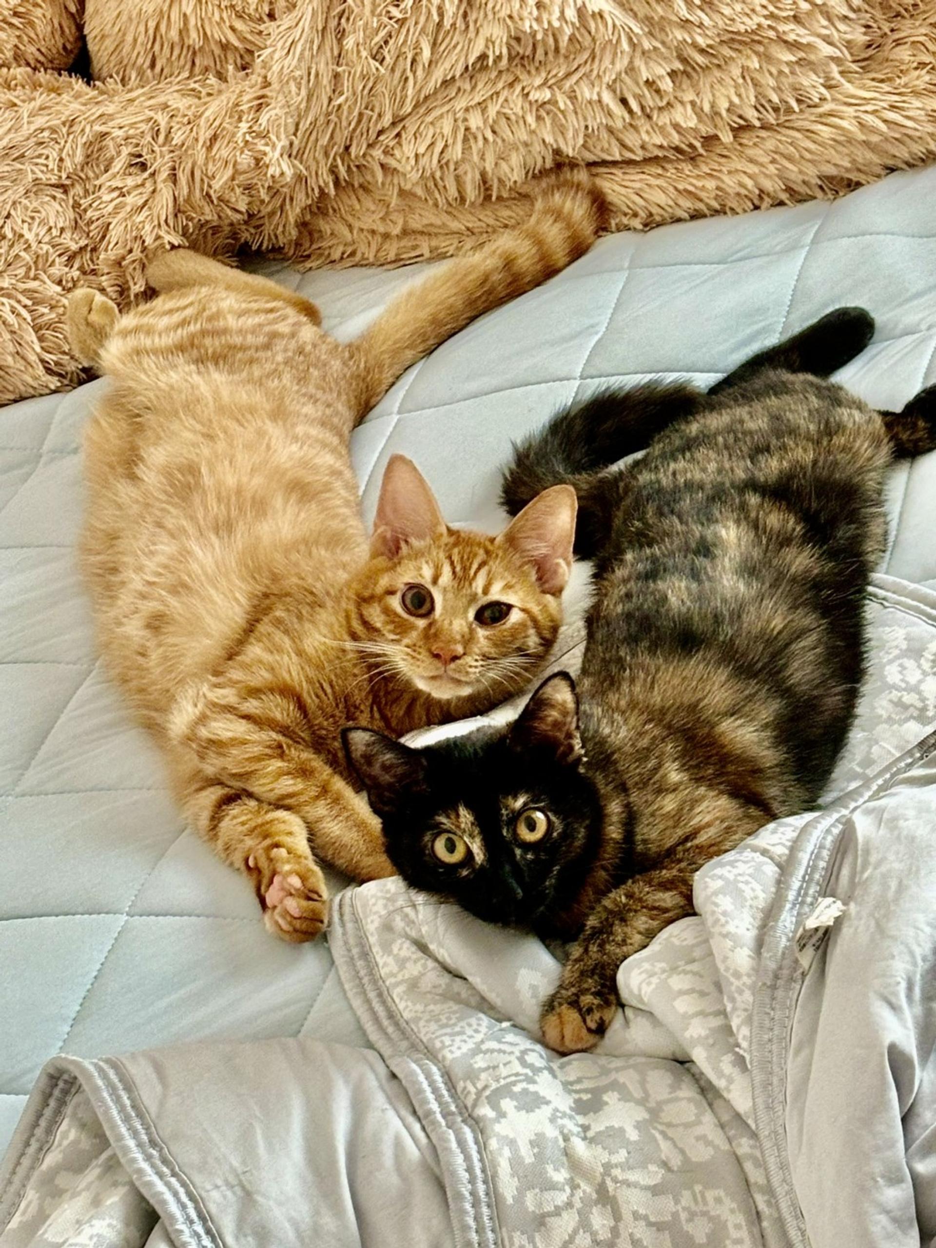 pet-image-8