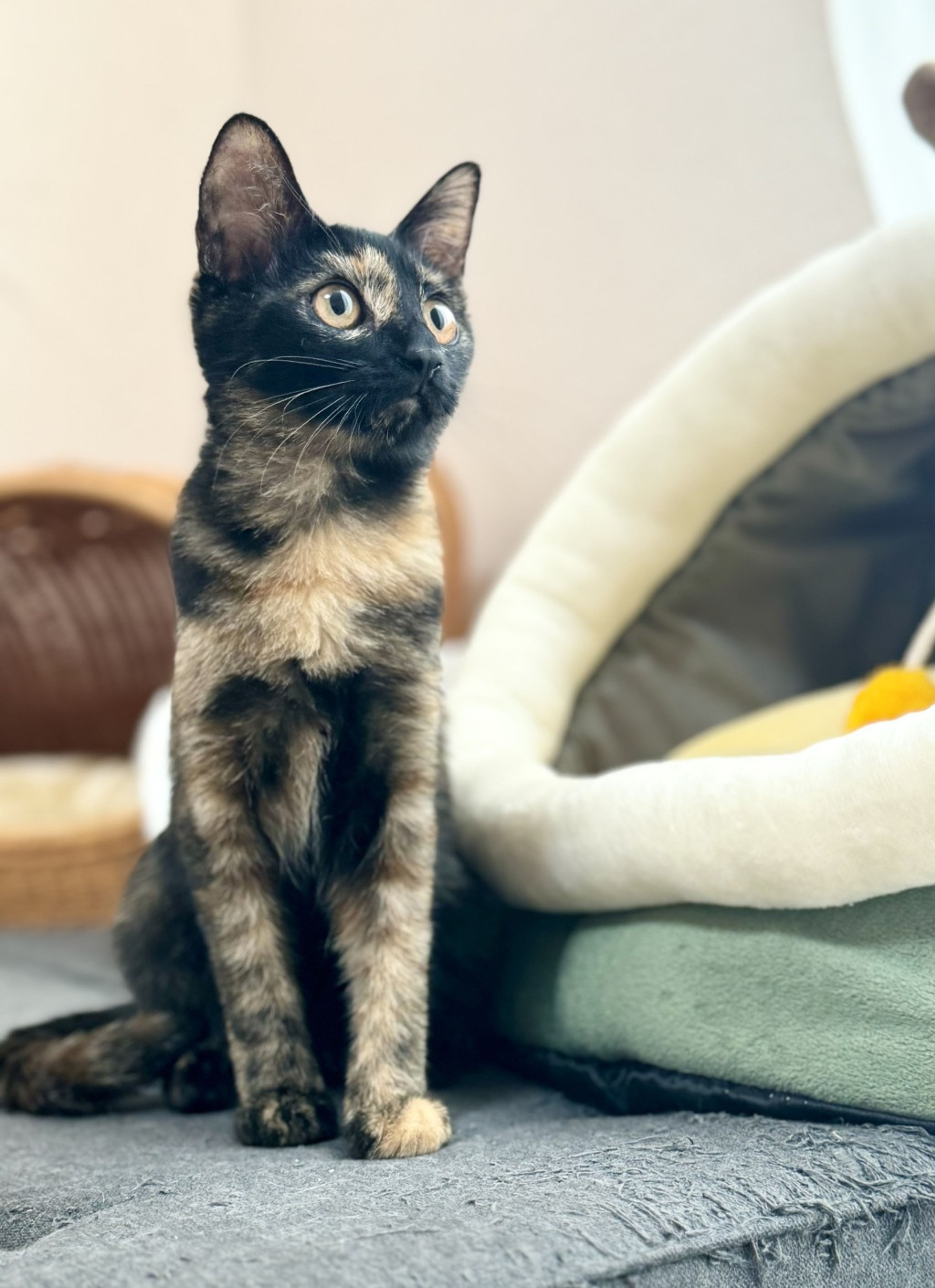 pet-image-6