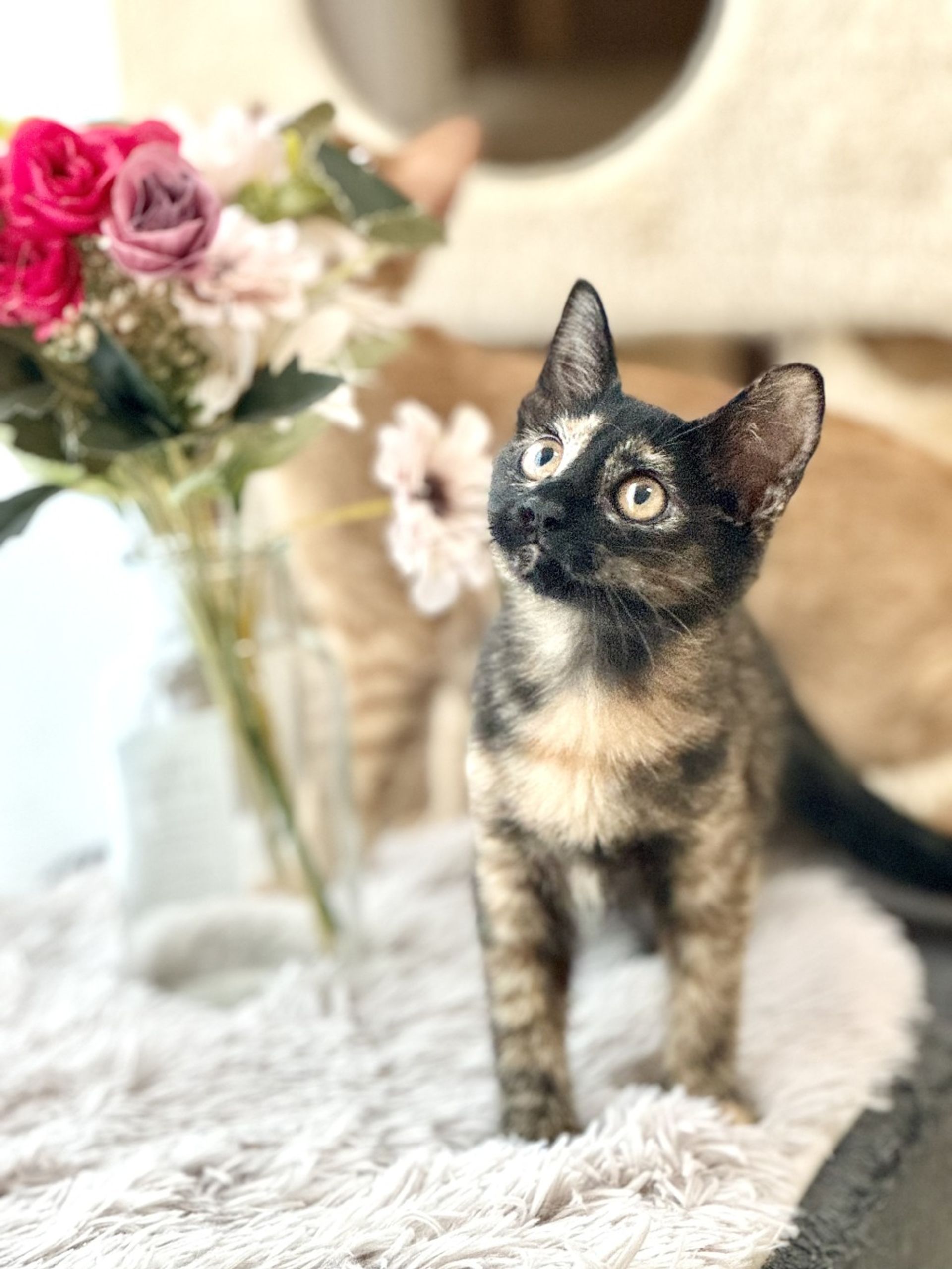 雑種（ミックス猫）・メスの里親募集の写真