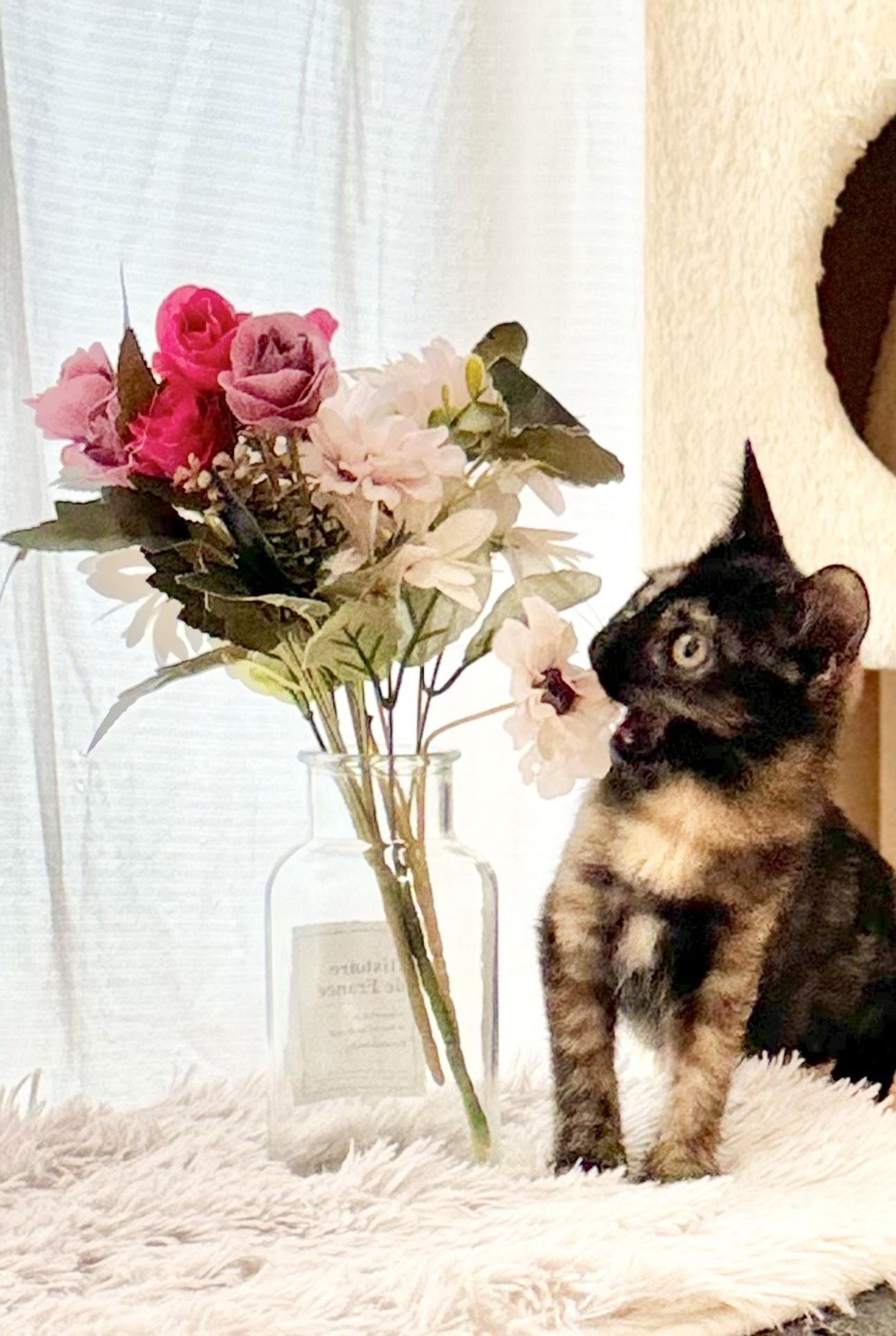 pet-image-3