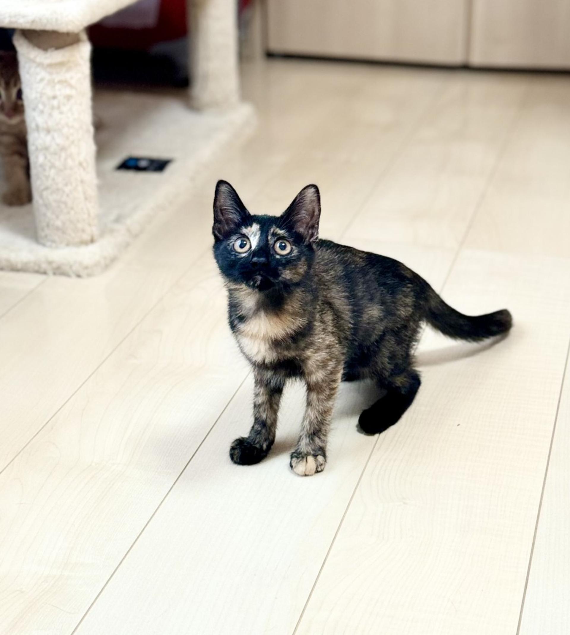 pet-image-7