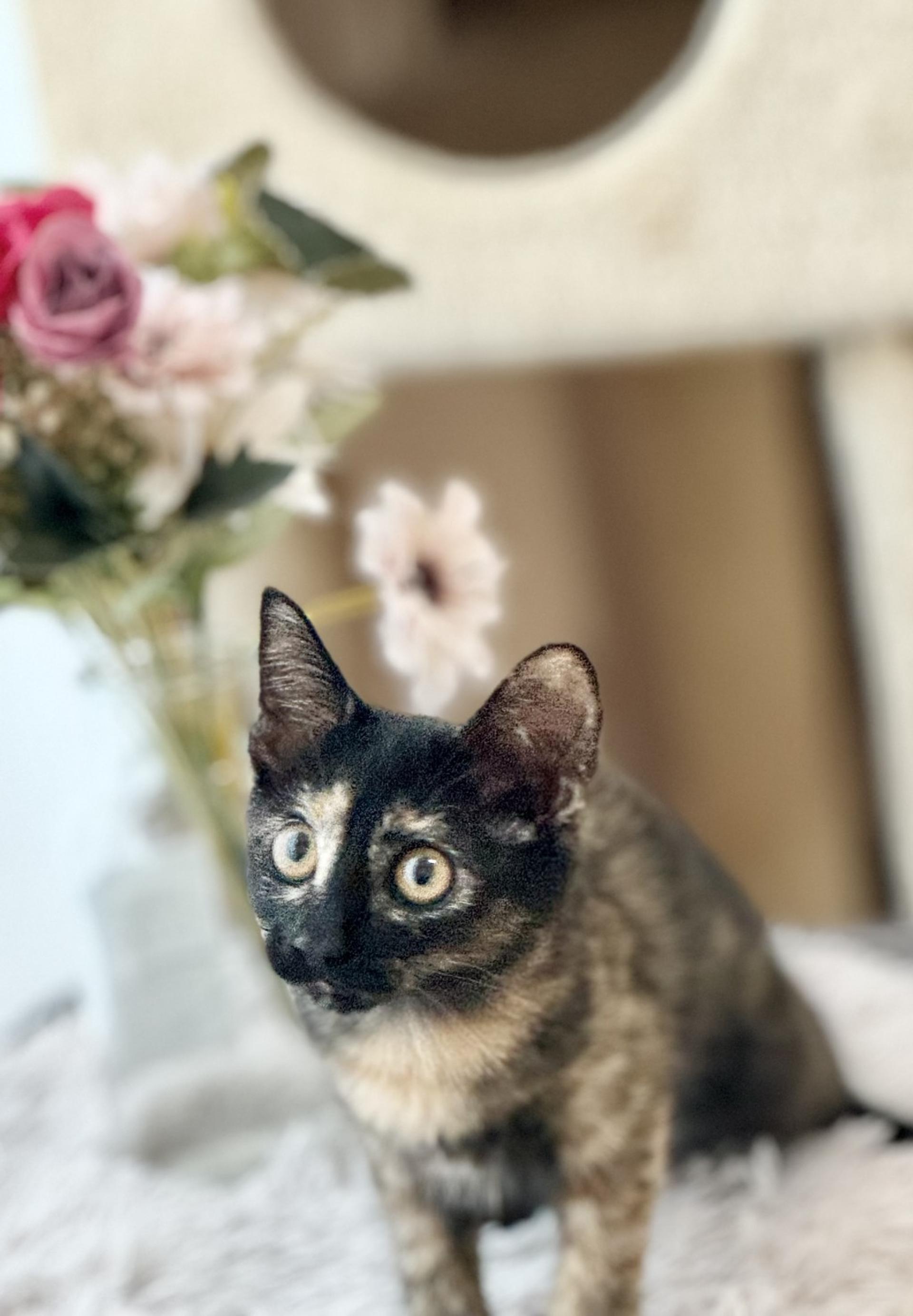 pet-image-5
