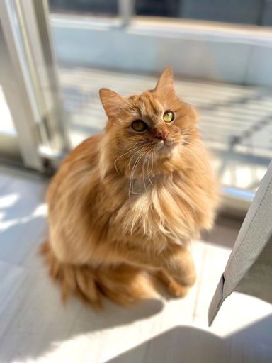 雑種（ミックス猫）・メスの里親募集の写真